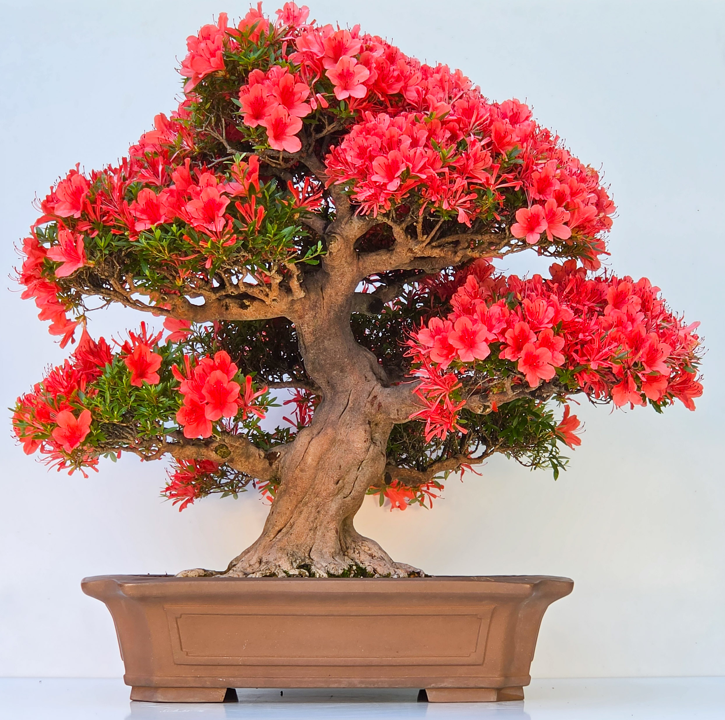 Bonsai Premium Azalee -  Rhododendron indicum kinsai 63cm Video!!