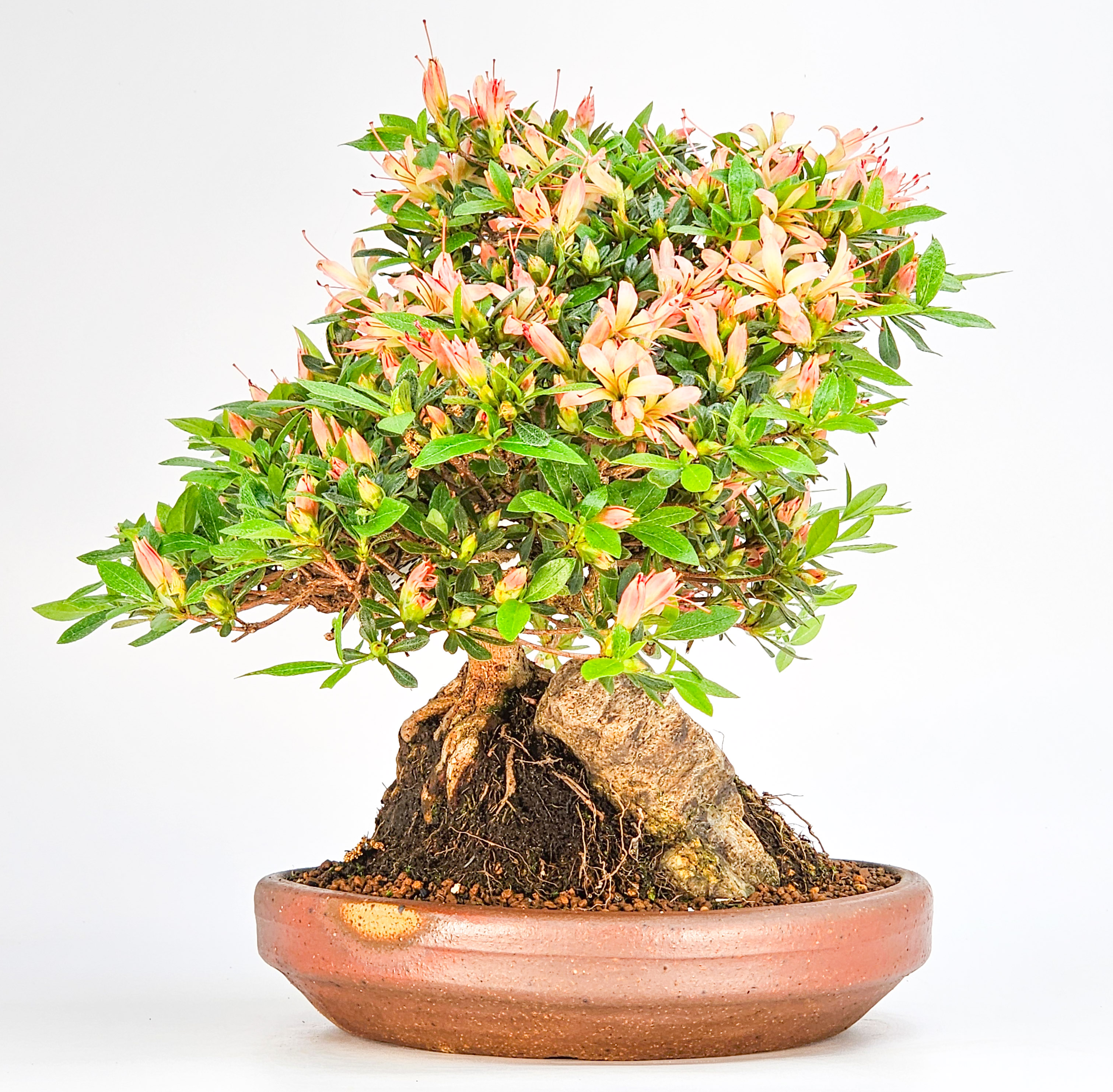 Bonsai Azalee Rhododendron indicum - Senbazuru Shohin 19cm