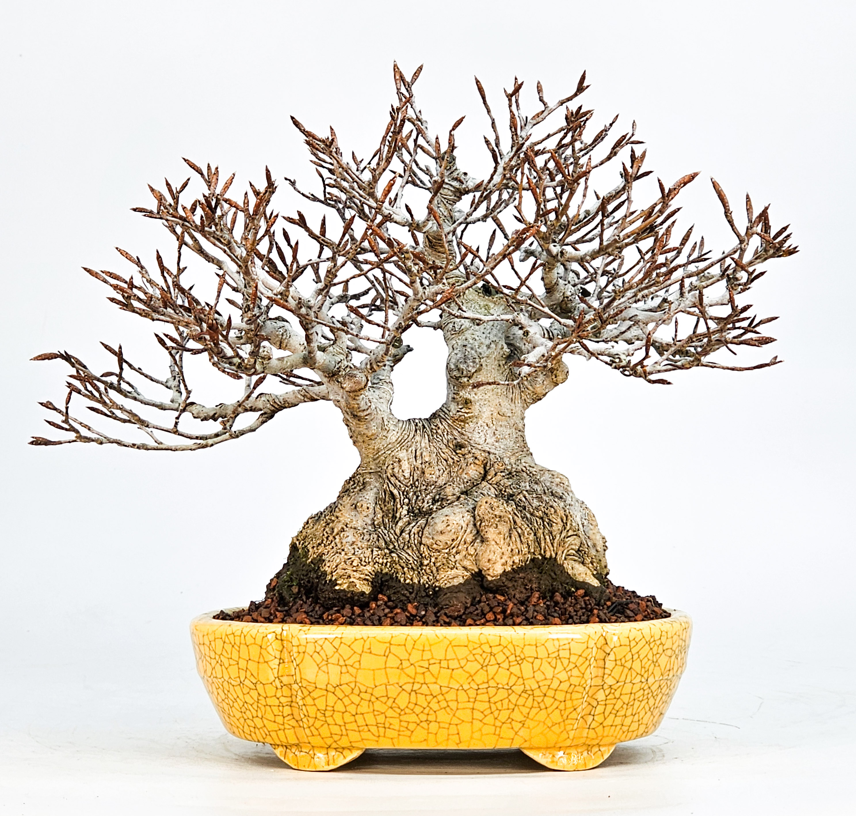 Bonsai Premium Kerbbuche Fagus Crenata 17,5 cm Video!!