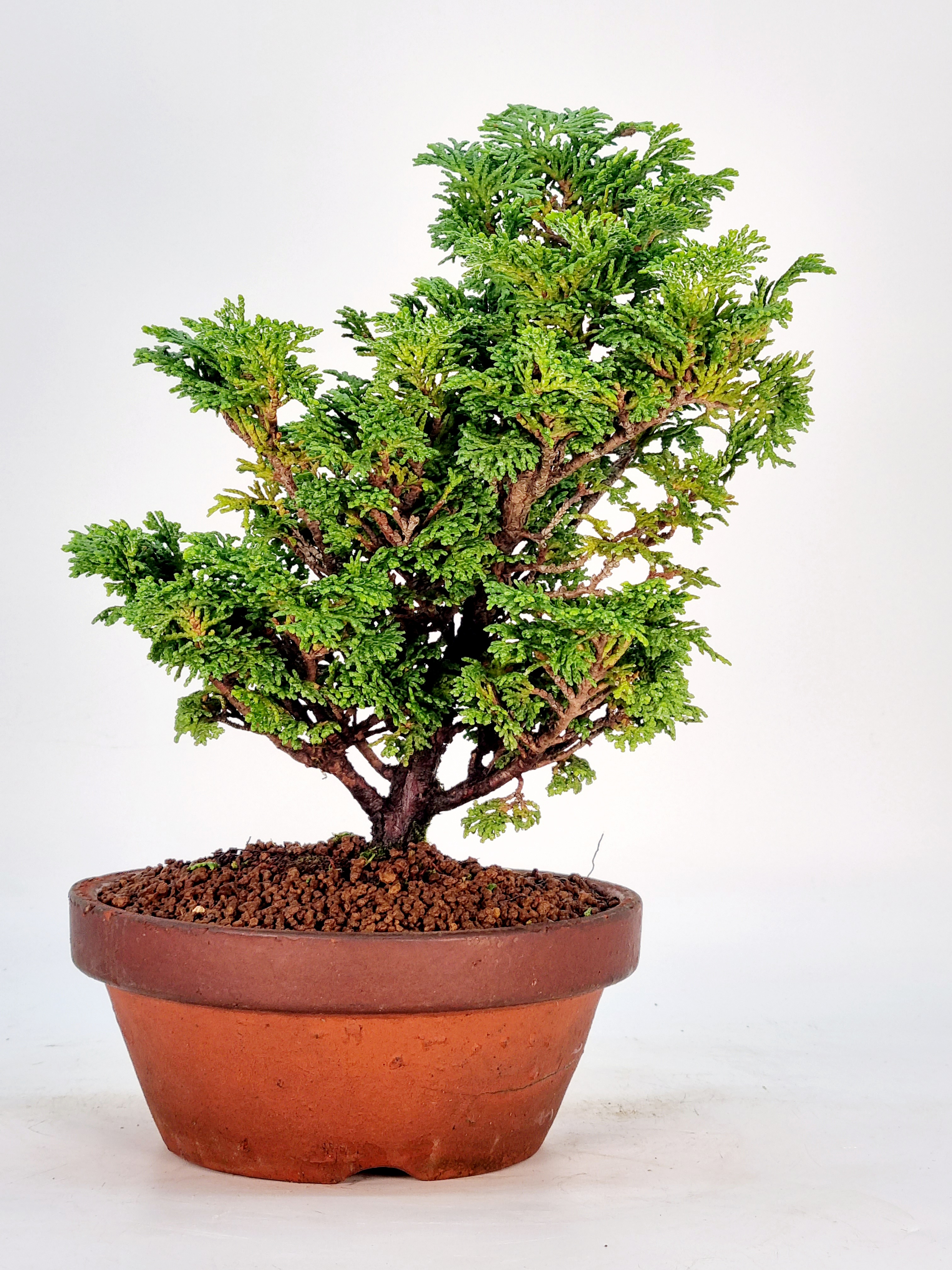 Bonsai Hinoki Scheinzypresse - chamaecyparis obtusa 23cm 