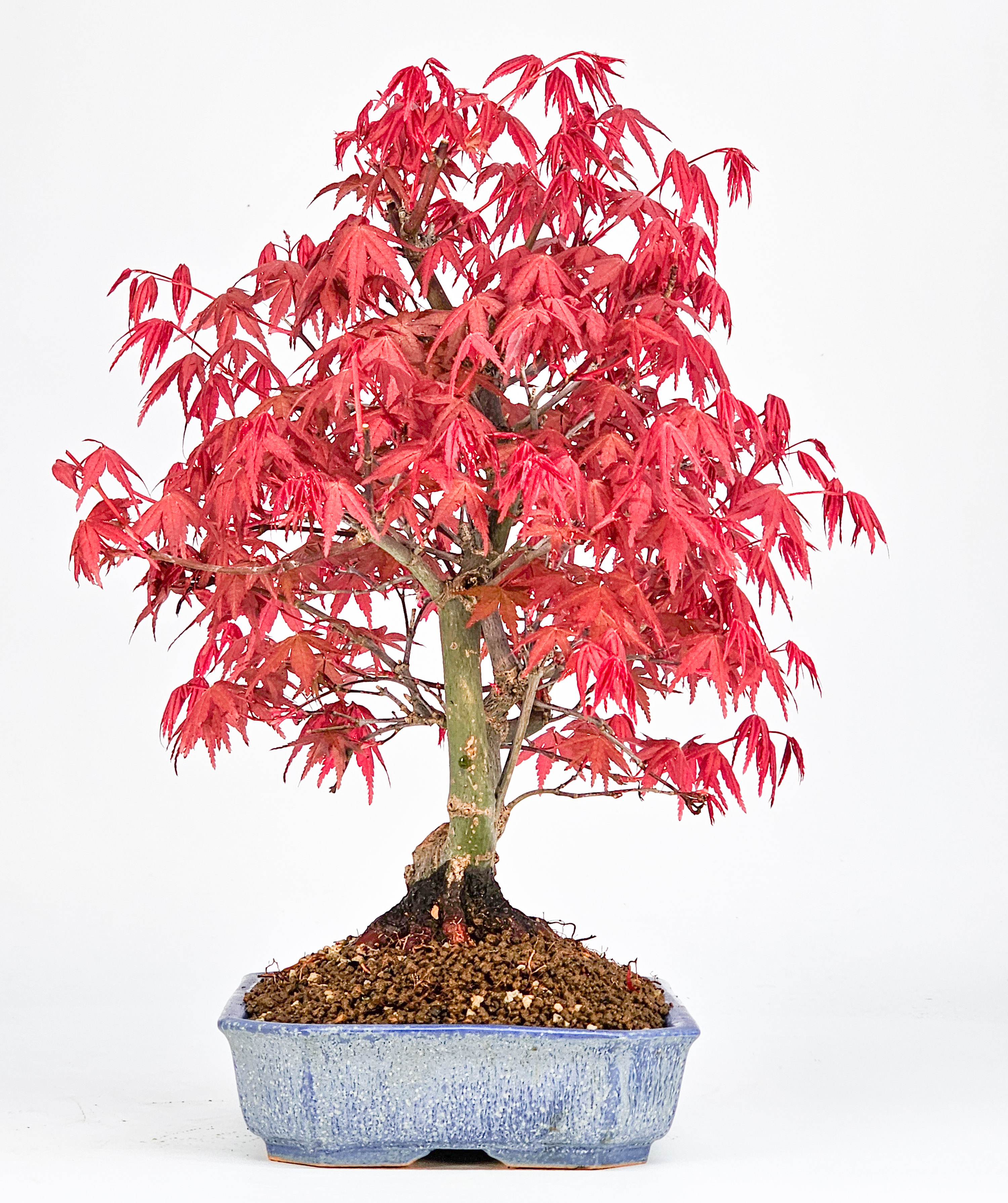 Bonsai Fächerahorn Acer palmatum Deshojo 26cm