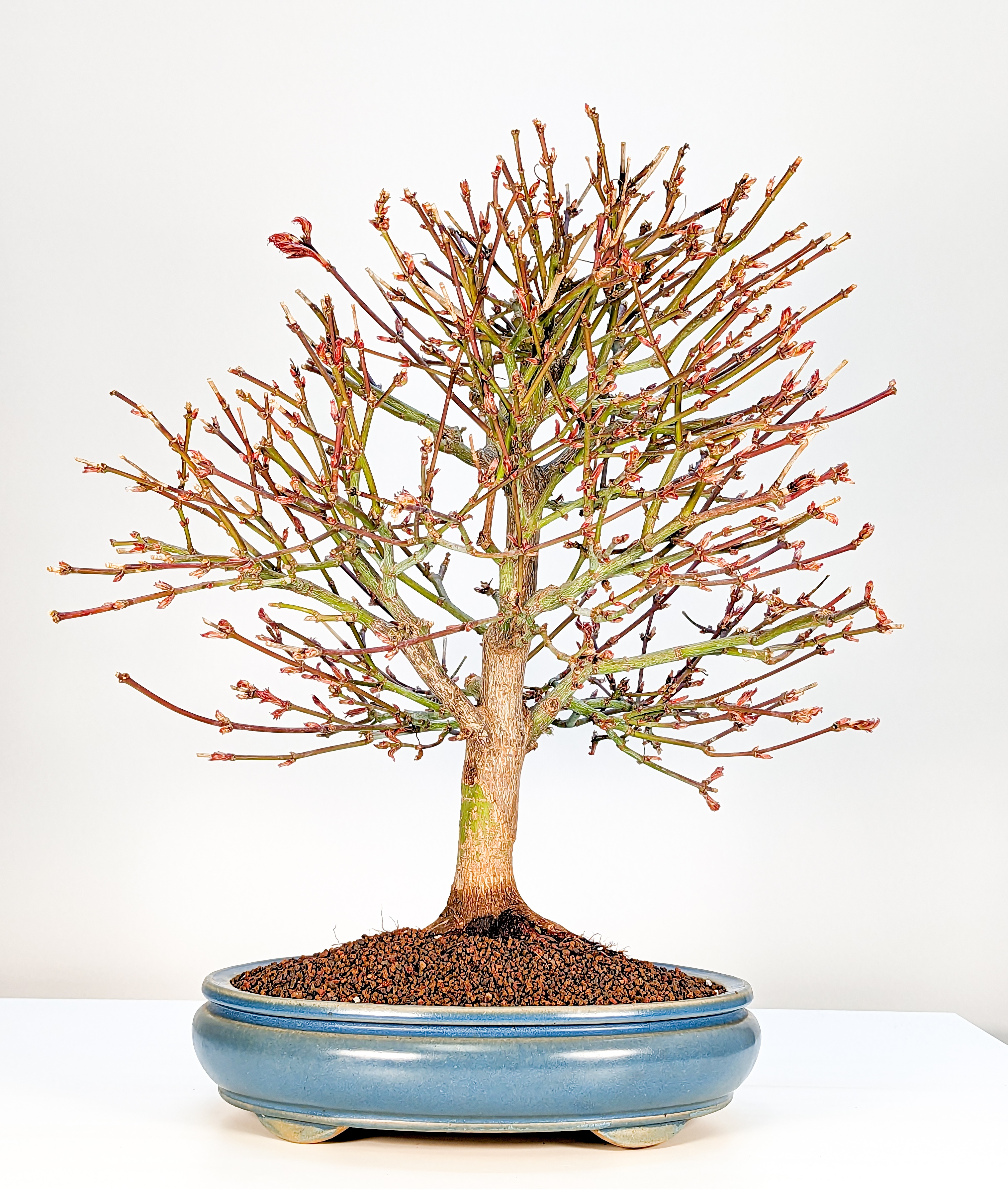 Bonsai Fächerahorn Acer palmatum Shaina 21 Jahre 45cm  