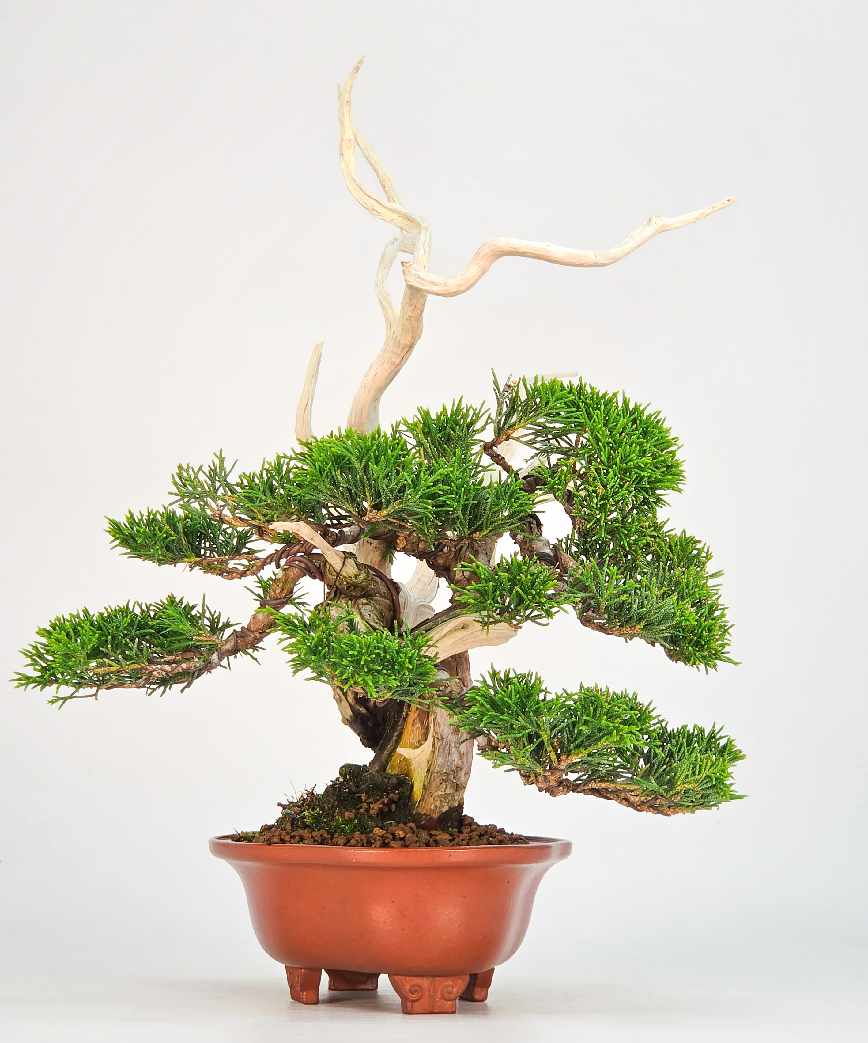 Bonsai Premium Wacholder - Juniperus chinensis 13/30cm Video!!