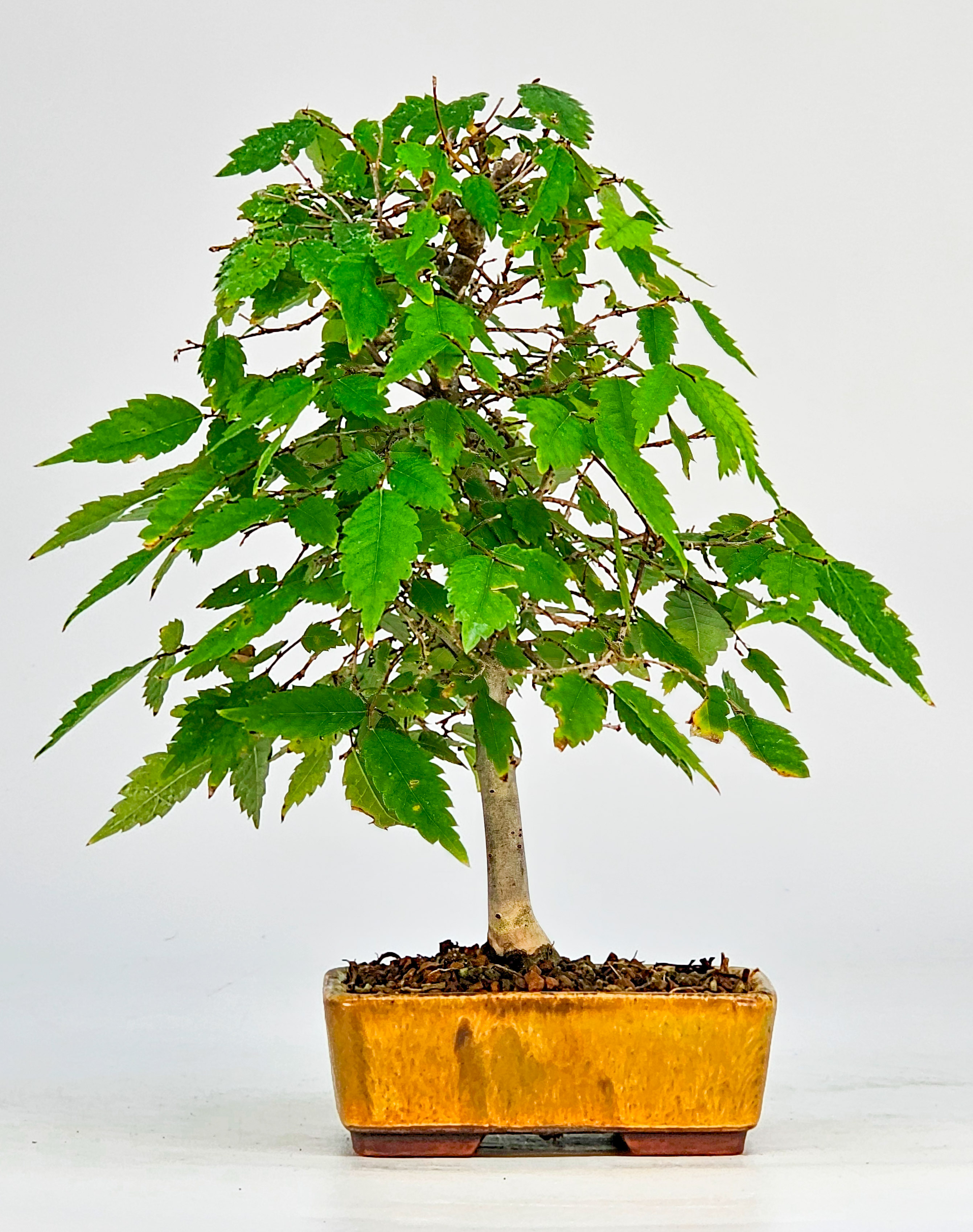 Bonsai Zelkova serrata Shohin 19cm  