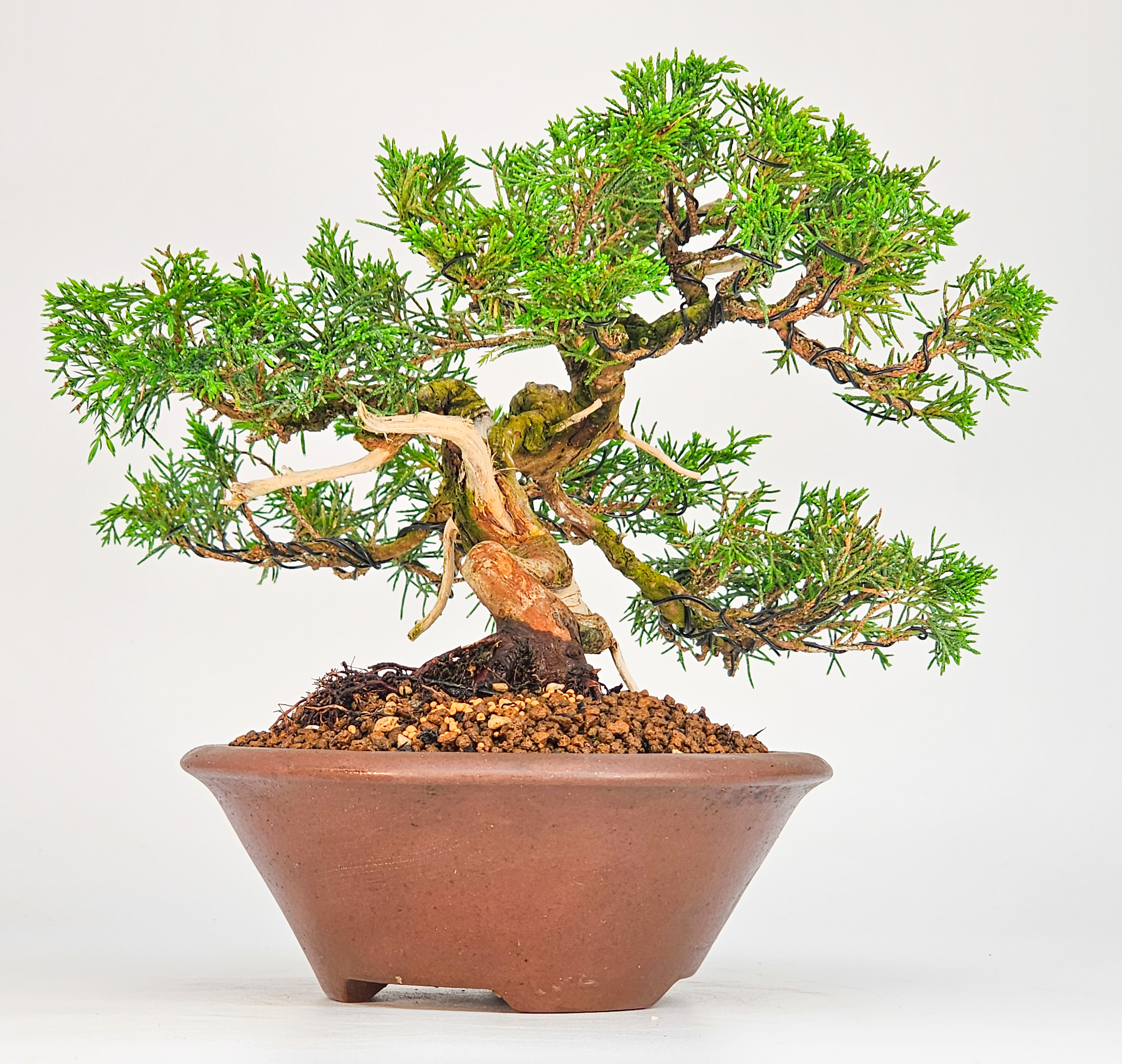 Bonsai Wacholder -Juniperus chinensis Shohin 17cm