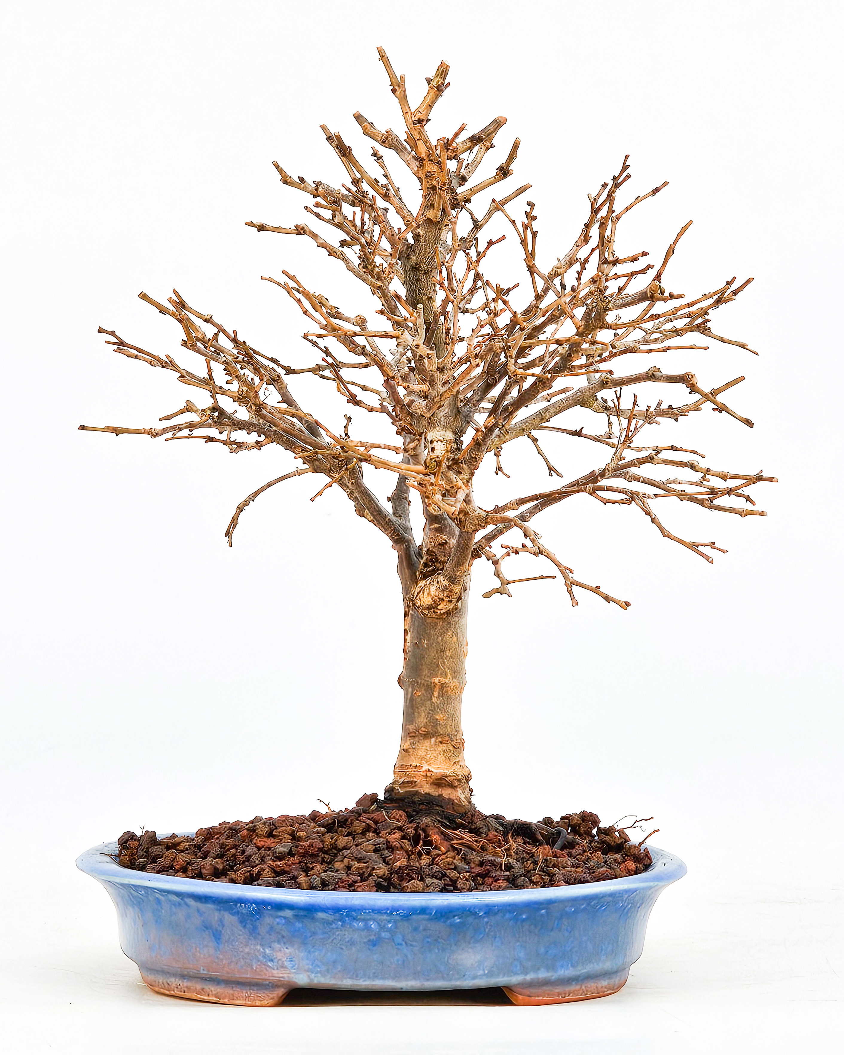 Bonsai Zelkova serrata Shohin 15cm