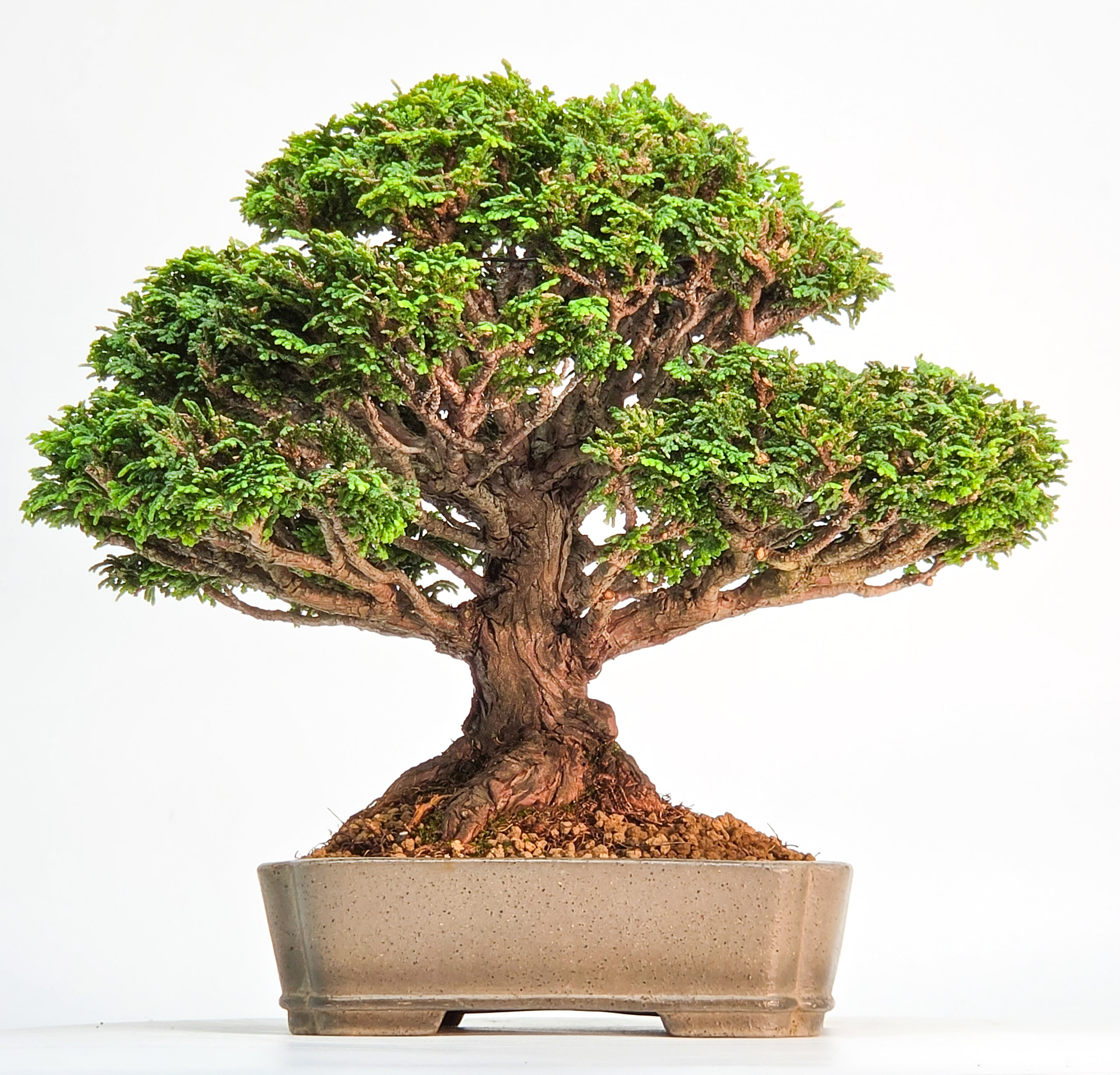 Bonsai Premium Muschelzypresse - Chamaecyparis obtusa Shohin 19cm