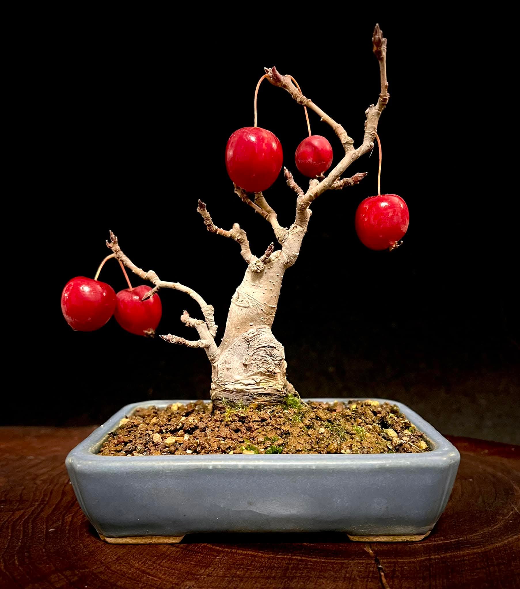 Bonsai Zierapfel  - Malus  15cm 