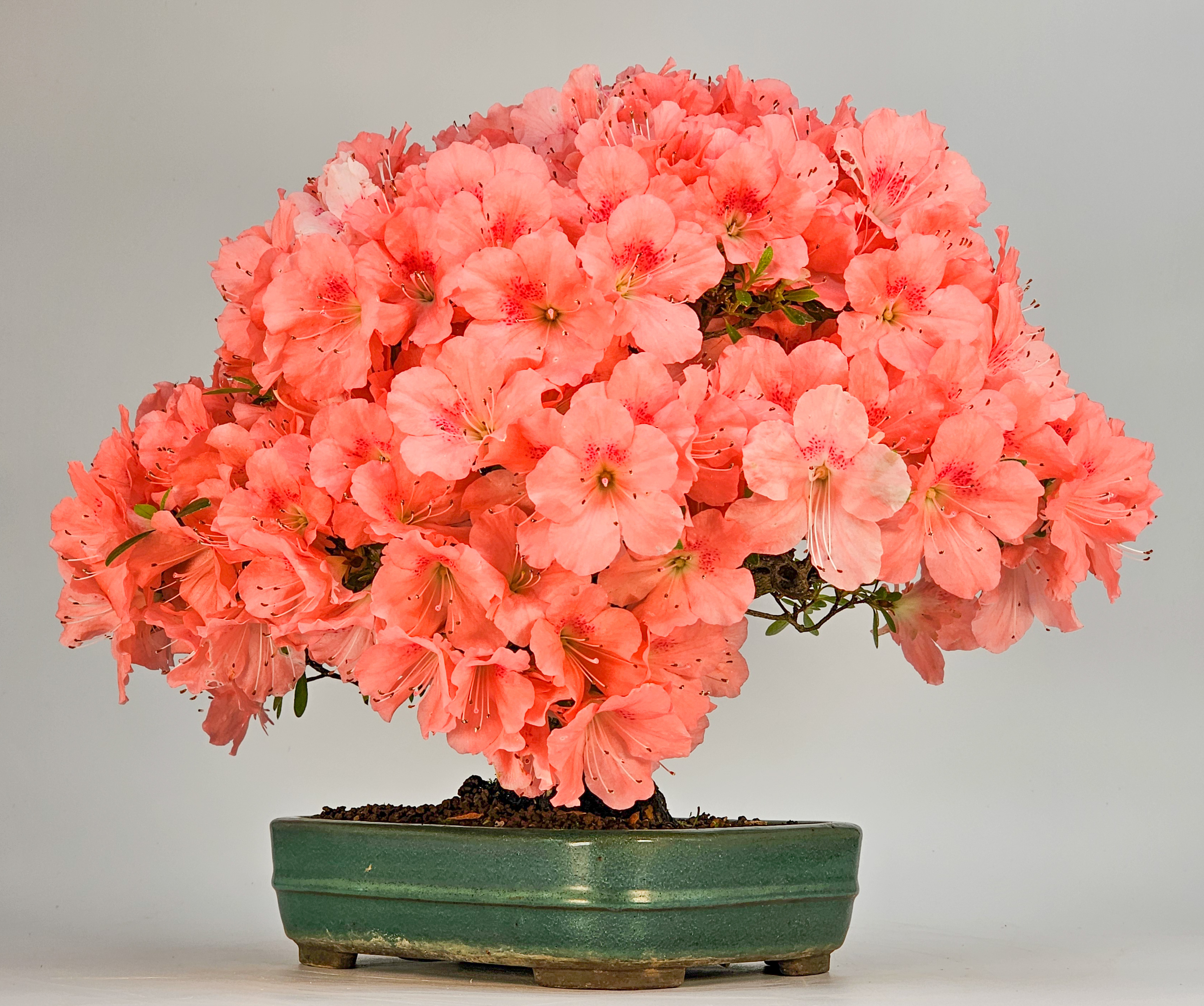 Bonsai Azalee - Rhododendron indicum - Wakaebisu 27cm Video!!
