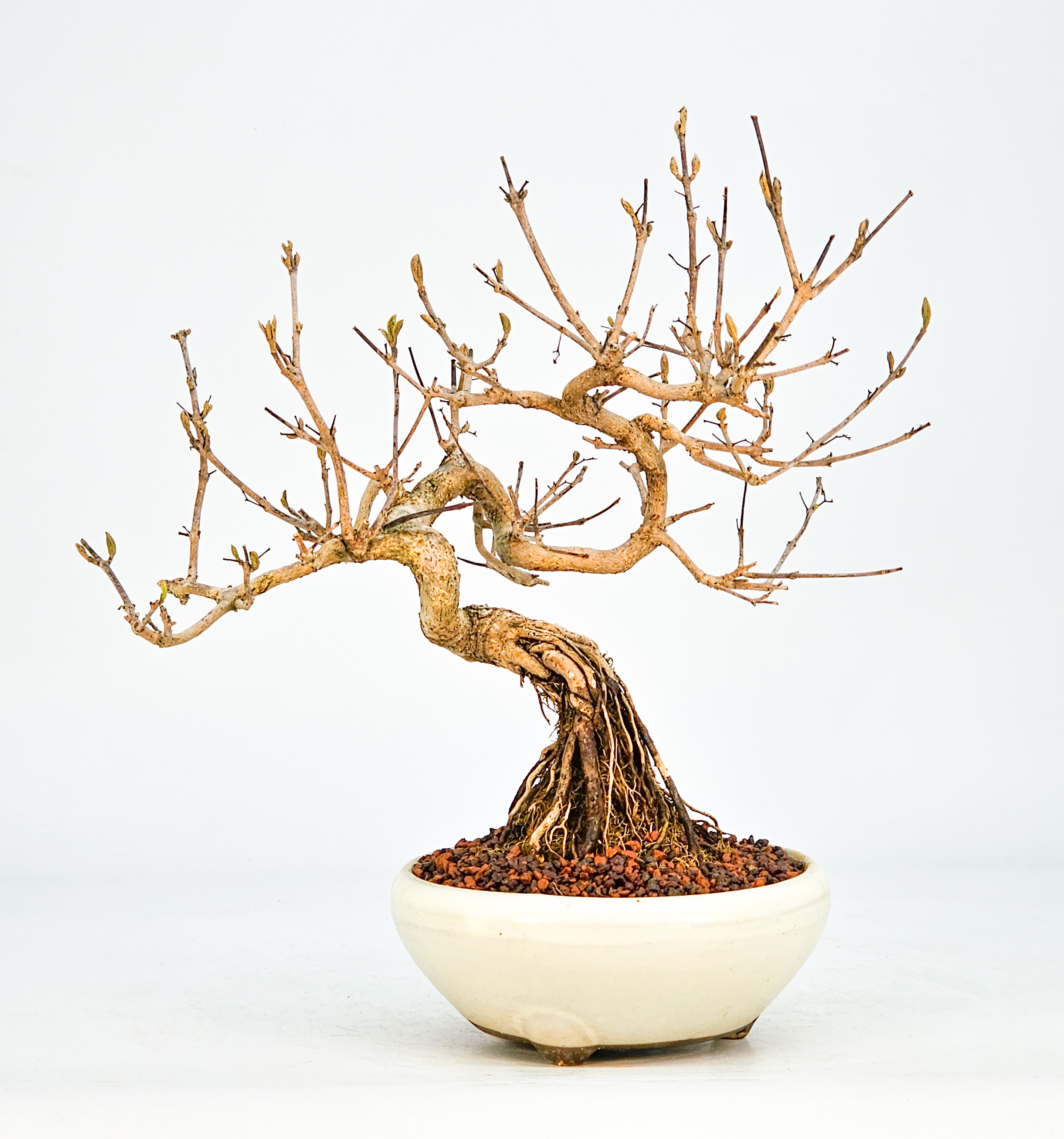 Bonsai Callicarpa japonica - Japanische Schönfrucht 20cm