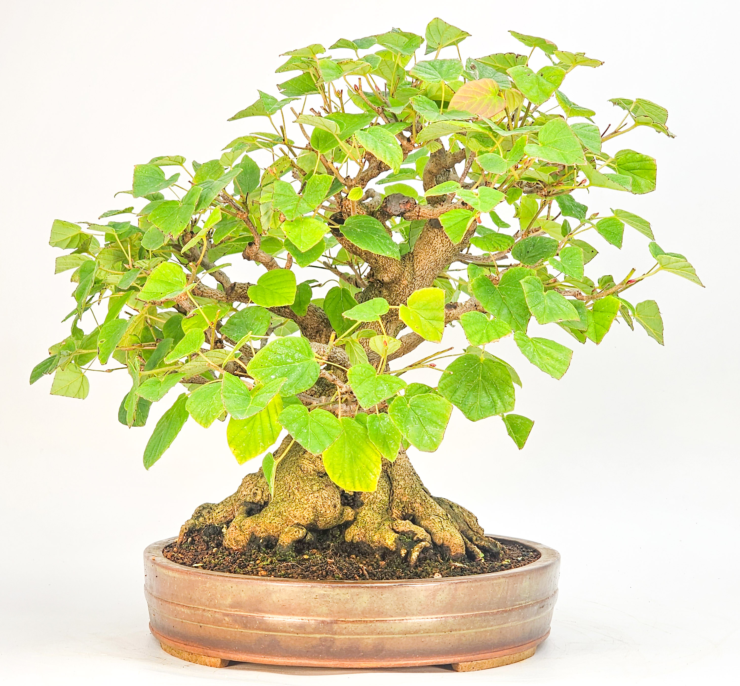 Bonsai Premium Scheinhasel - Corylopsis spicata 31cm