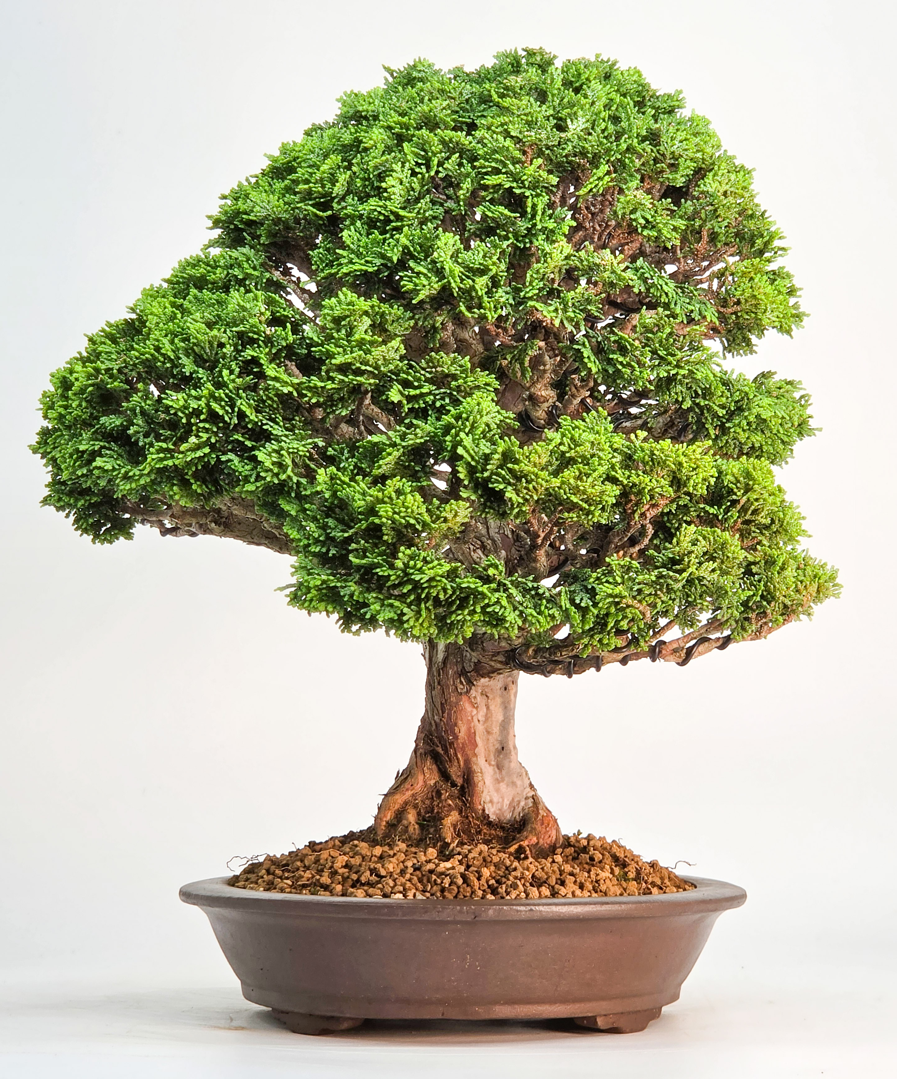 Bonsai Muschelzypresse - Chamaecyparis obtusa 30cm