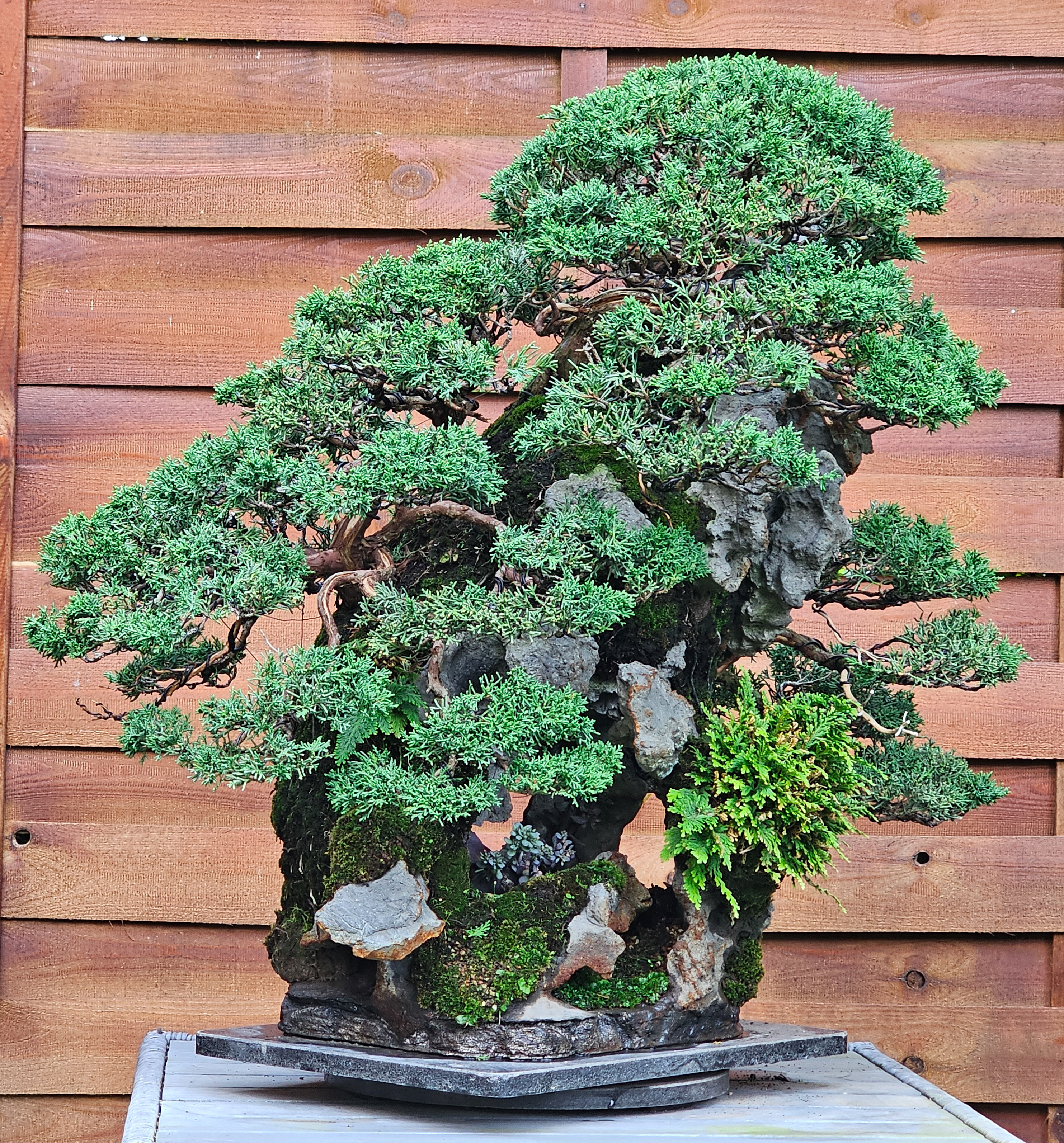 Bonsai Wacholder Juniperus chinensis Ishitsuki 72cm Video!! Bonsai Wacholder Juniperus chinensis Ishitsuki 72cm Video!!
