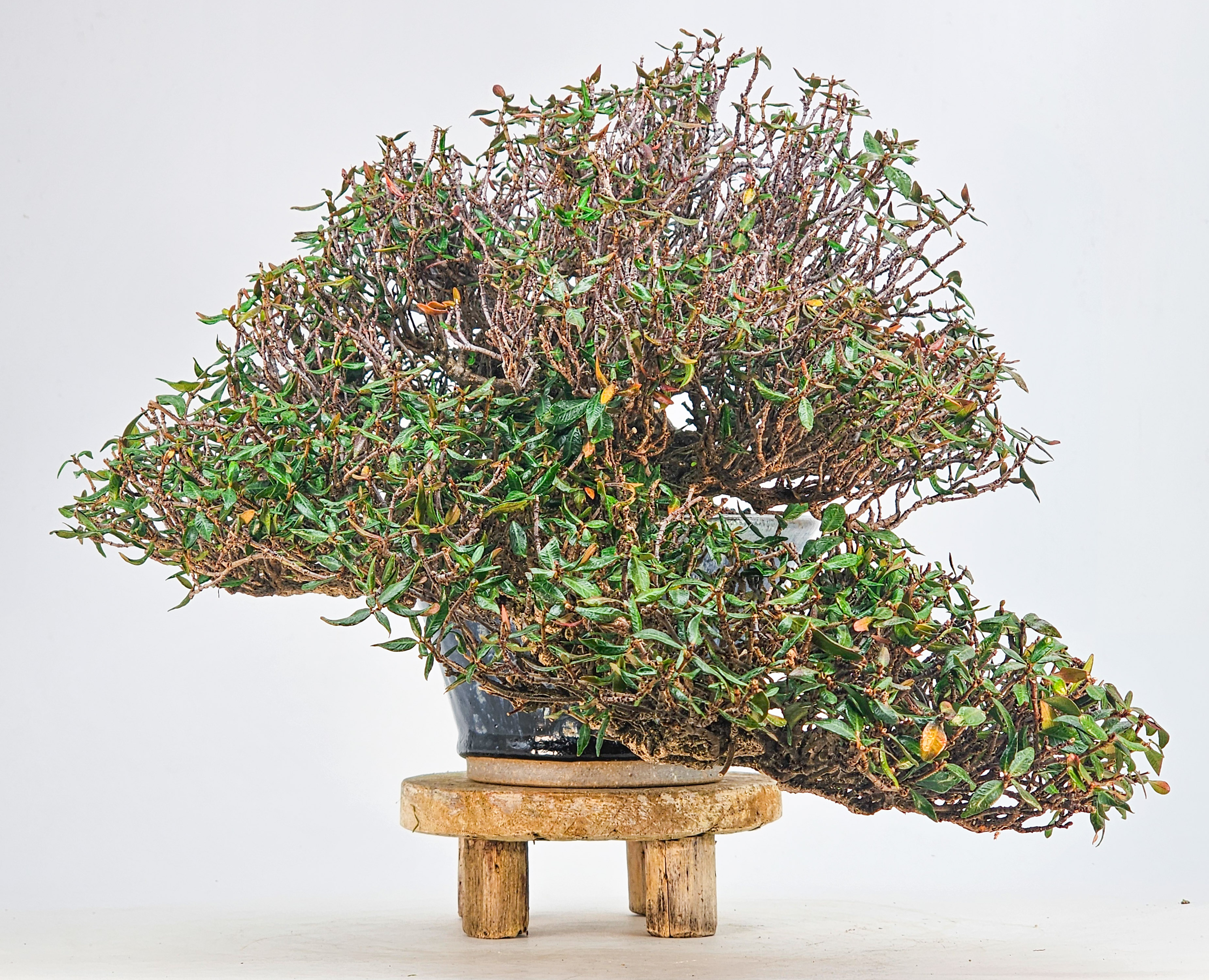 Bonsai Premium Sternjasmin - Trachelospermum asiaticum 25cm