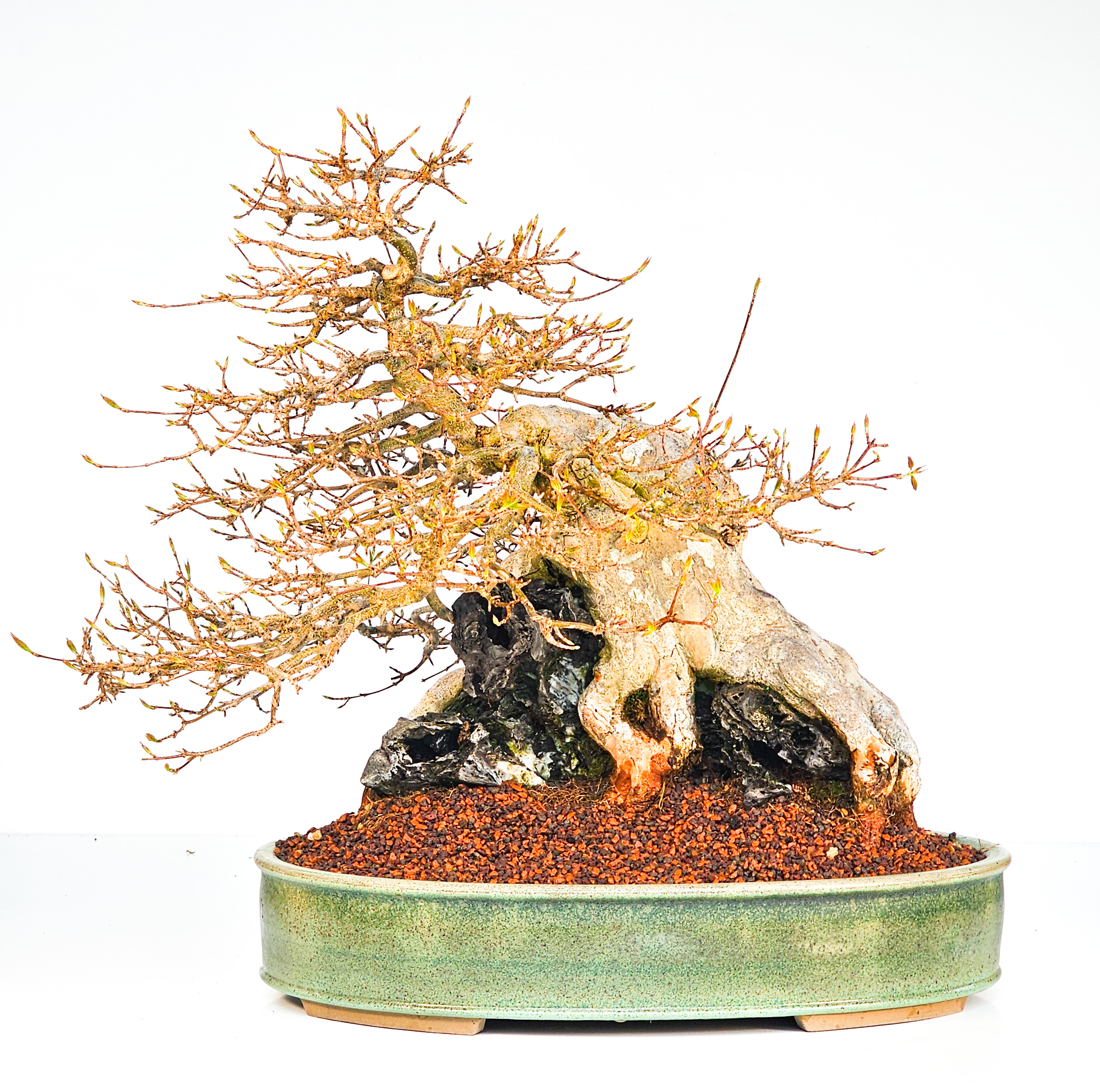 Bonsai Dreispitzahorn  - Acer buergerianum Ishizuki 37cm