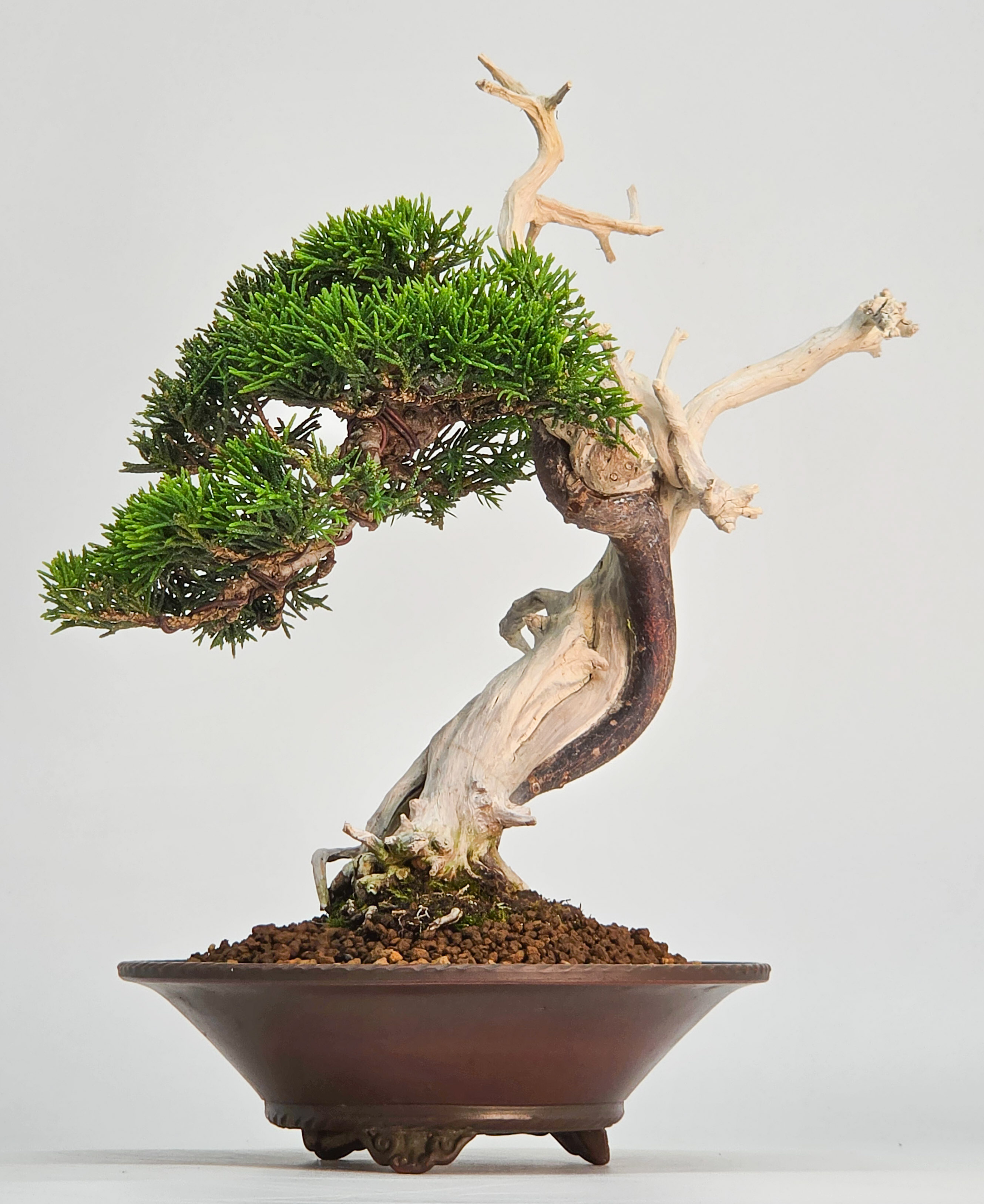 Bonsai Wacholder - Juniperus chinensis Shohin 19cm
