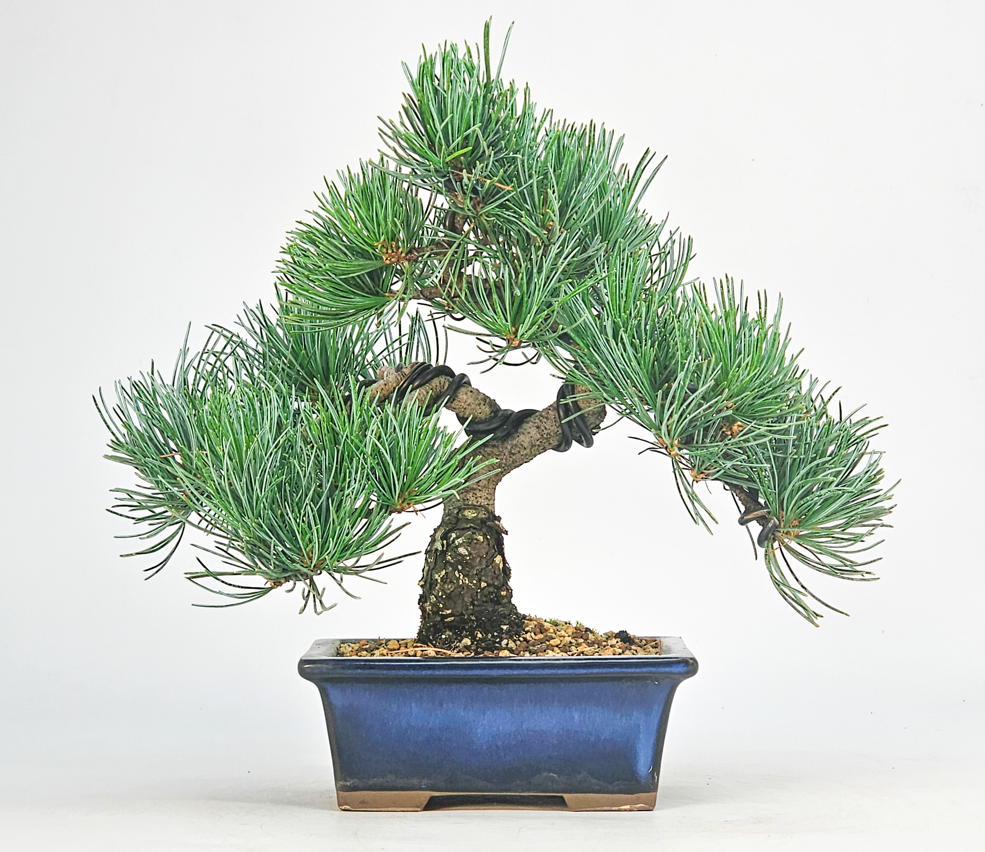 Bonsai Pinus parviflora - Mädchenkiefer Shohin 20cm 