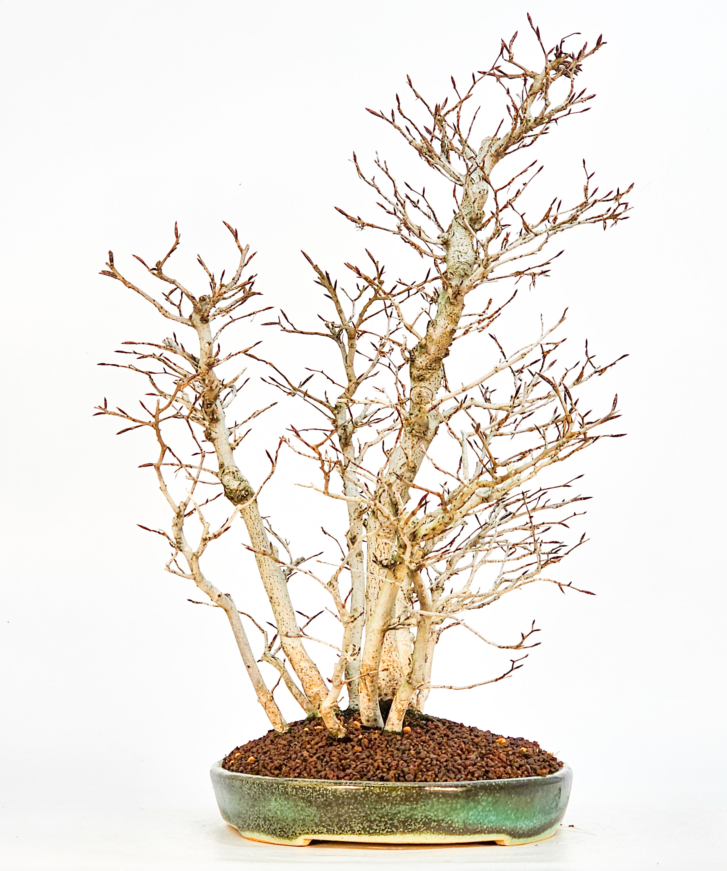 Bonsai Kerbbuche Fagus Crenata 44cm
