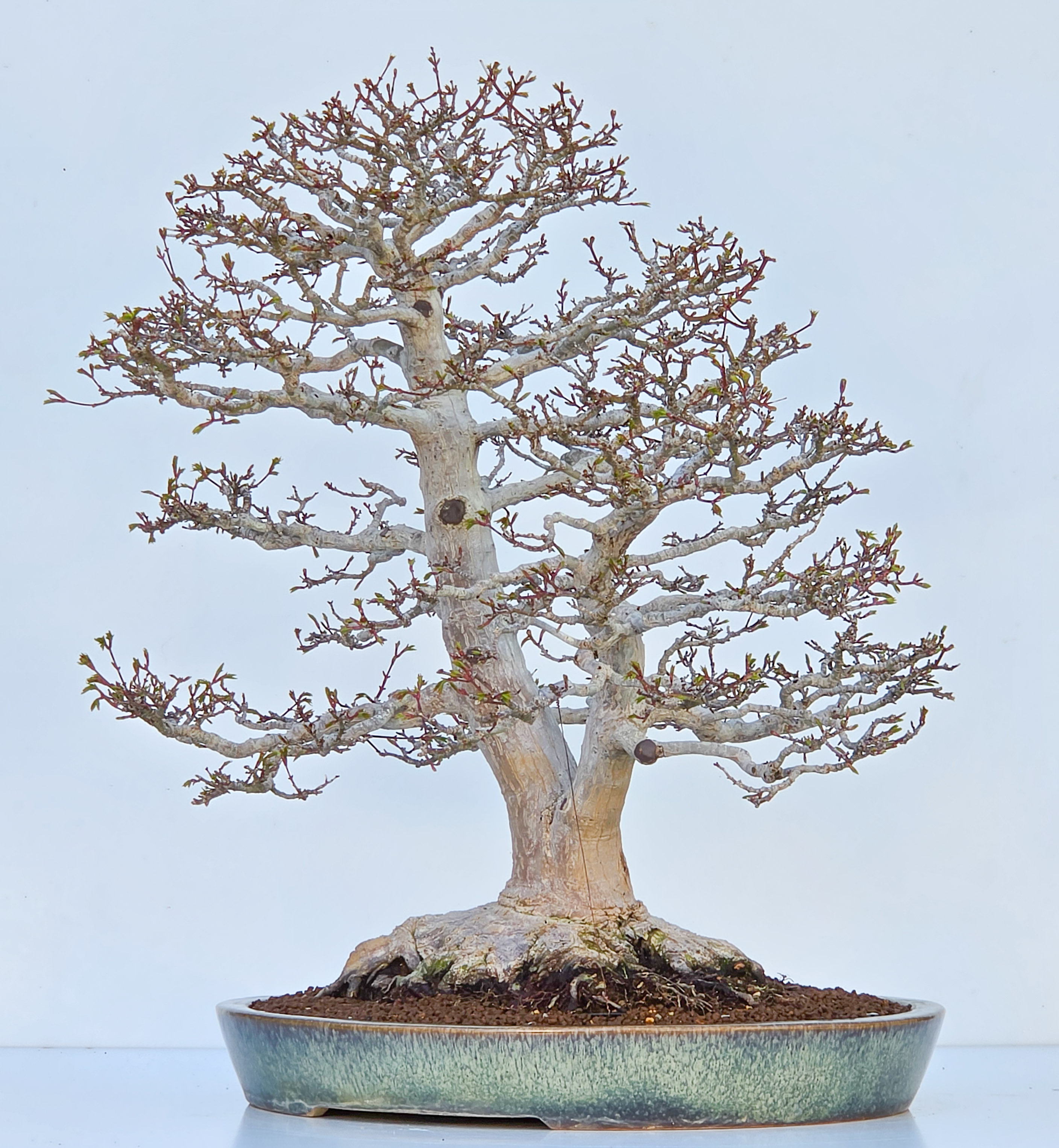 Bonsai Premium Löwenkopfahorn- Acer palmatum Shishigashira 61cm Video!!
