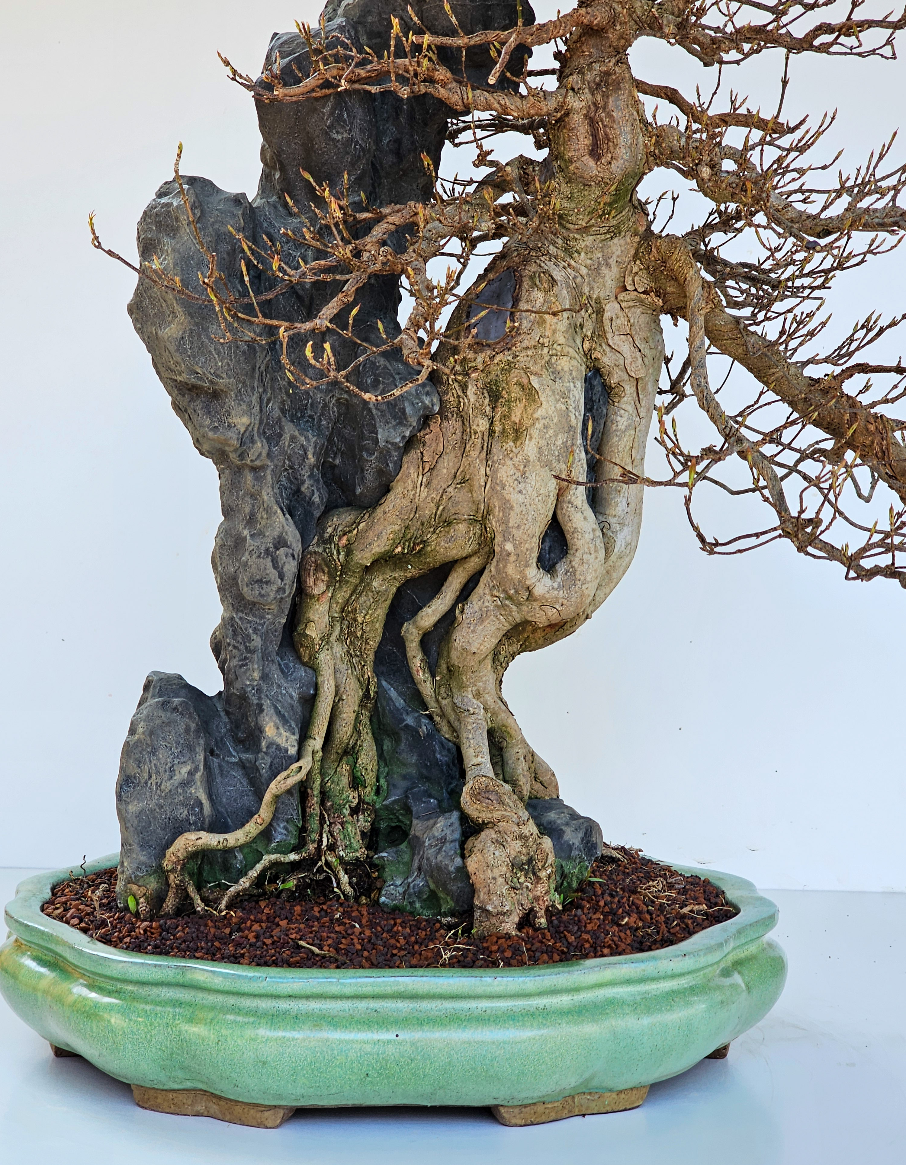 Bonsai Dreispitzahorn - Acer buergerianum Ishizuki 56cm - Video!! Bonsai Dreispitzahorn - Acer buergerianum Ishizuki 56cm - Video!!
