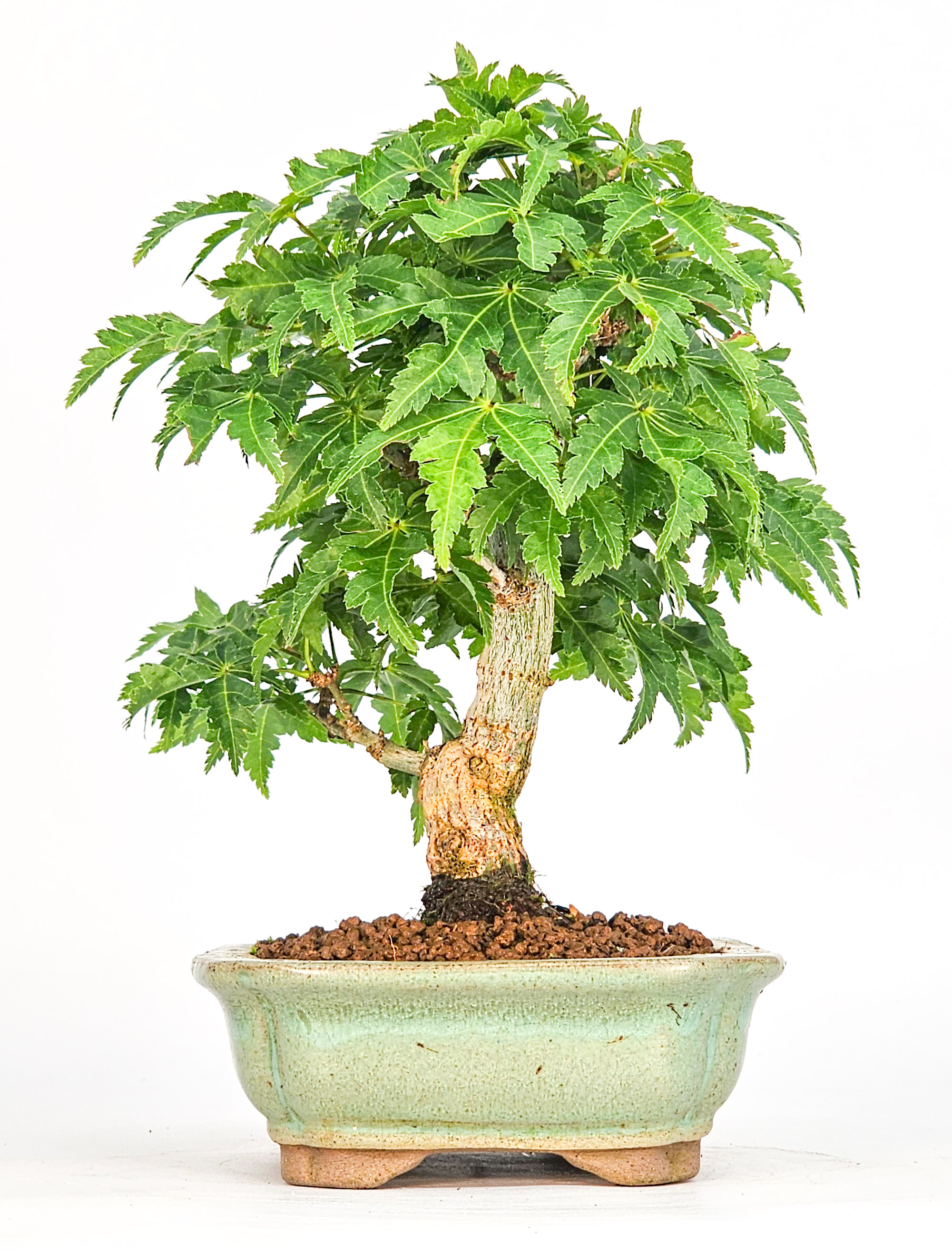Bonsai Löwenkopfahorn- Acer palmatum Shishigashira Shohin 14cm