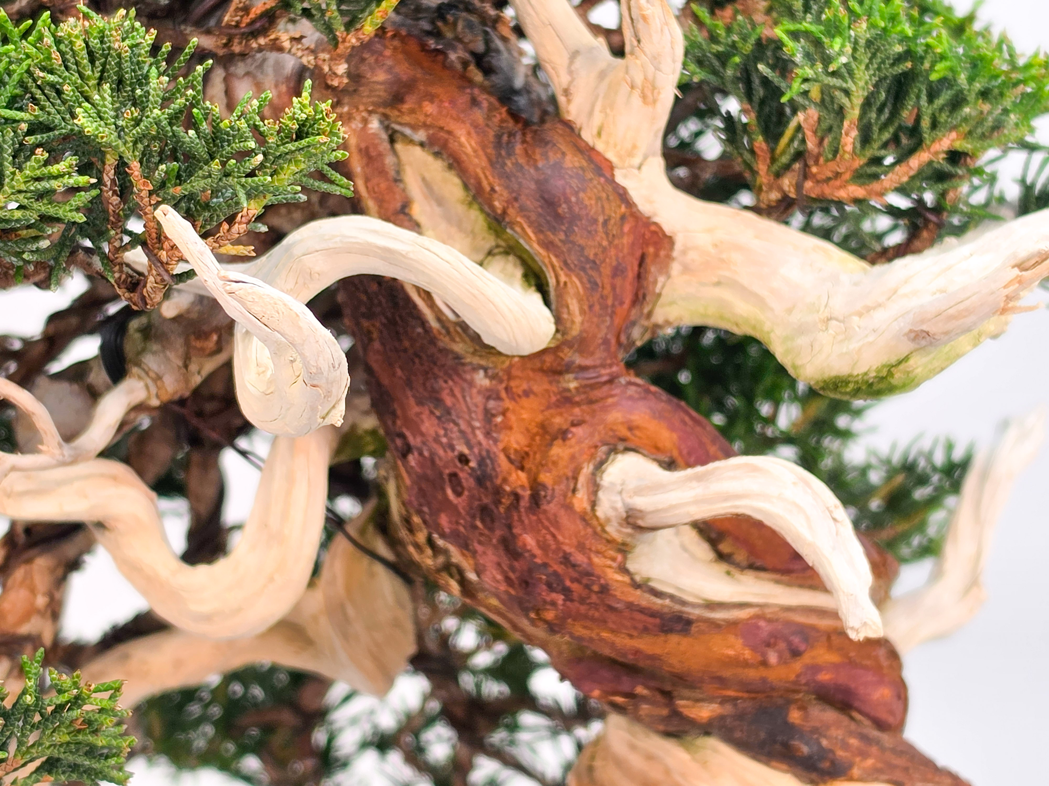 Bonsai Premium Wacholder - Juniperus chinensis 23cm Video!!