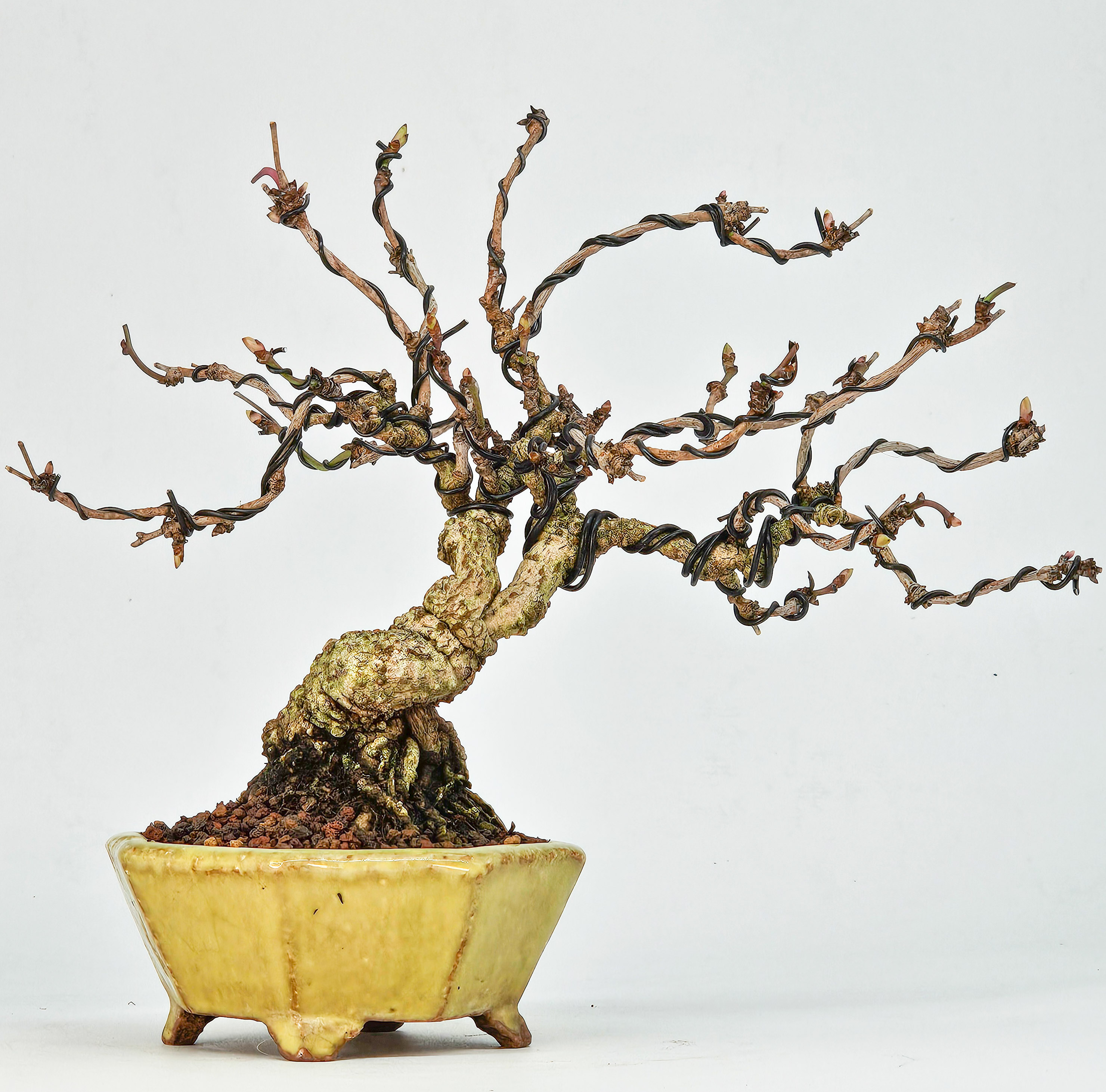 Bonsai Akebia quinata Shohin 20cm