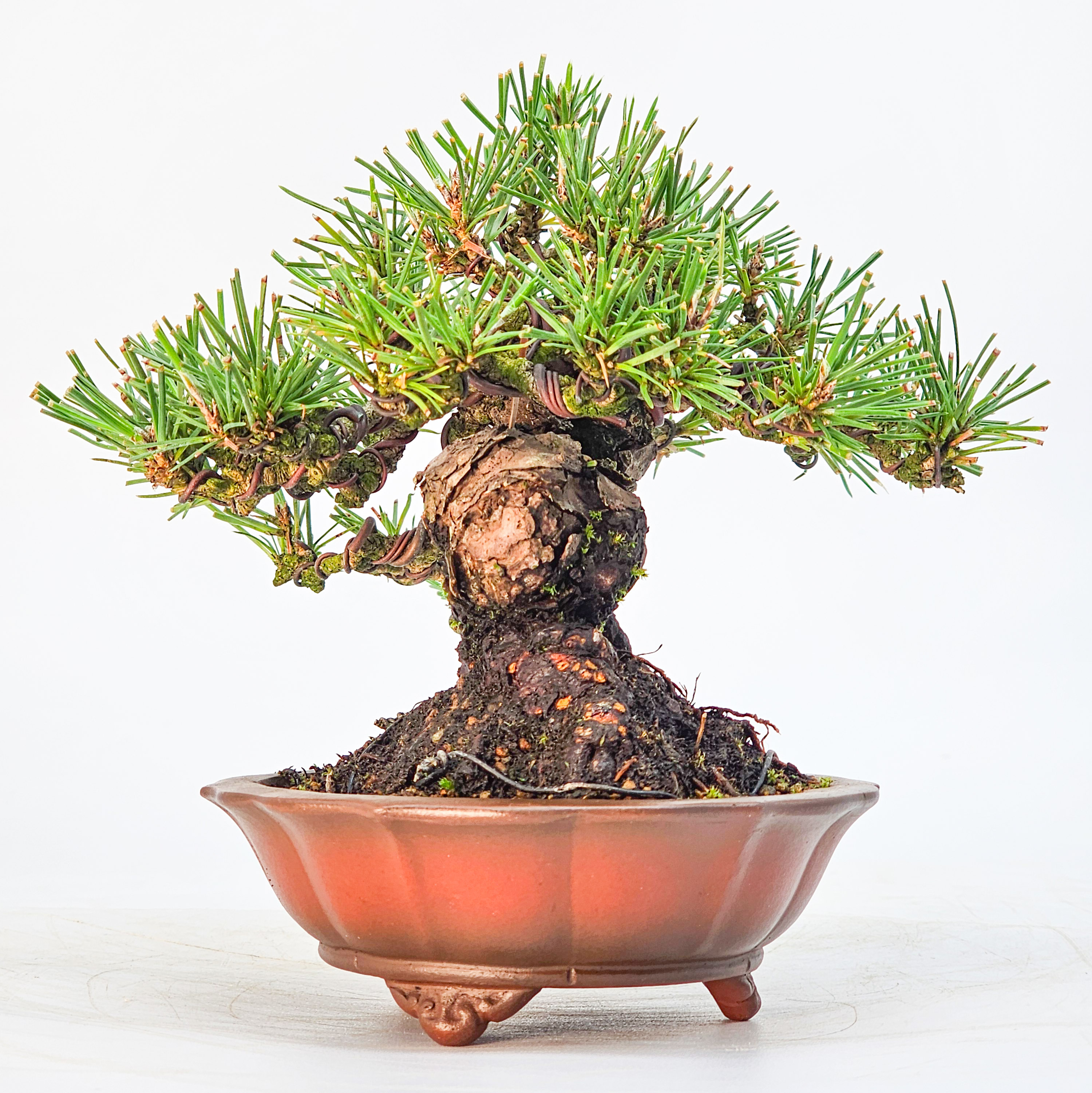Bonsai Schwarzkiefer - Pinus thunbergii Shohin 13cm