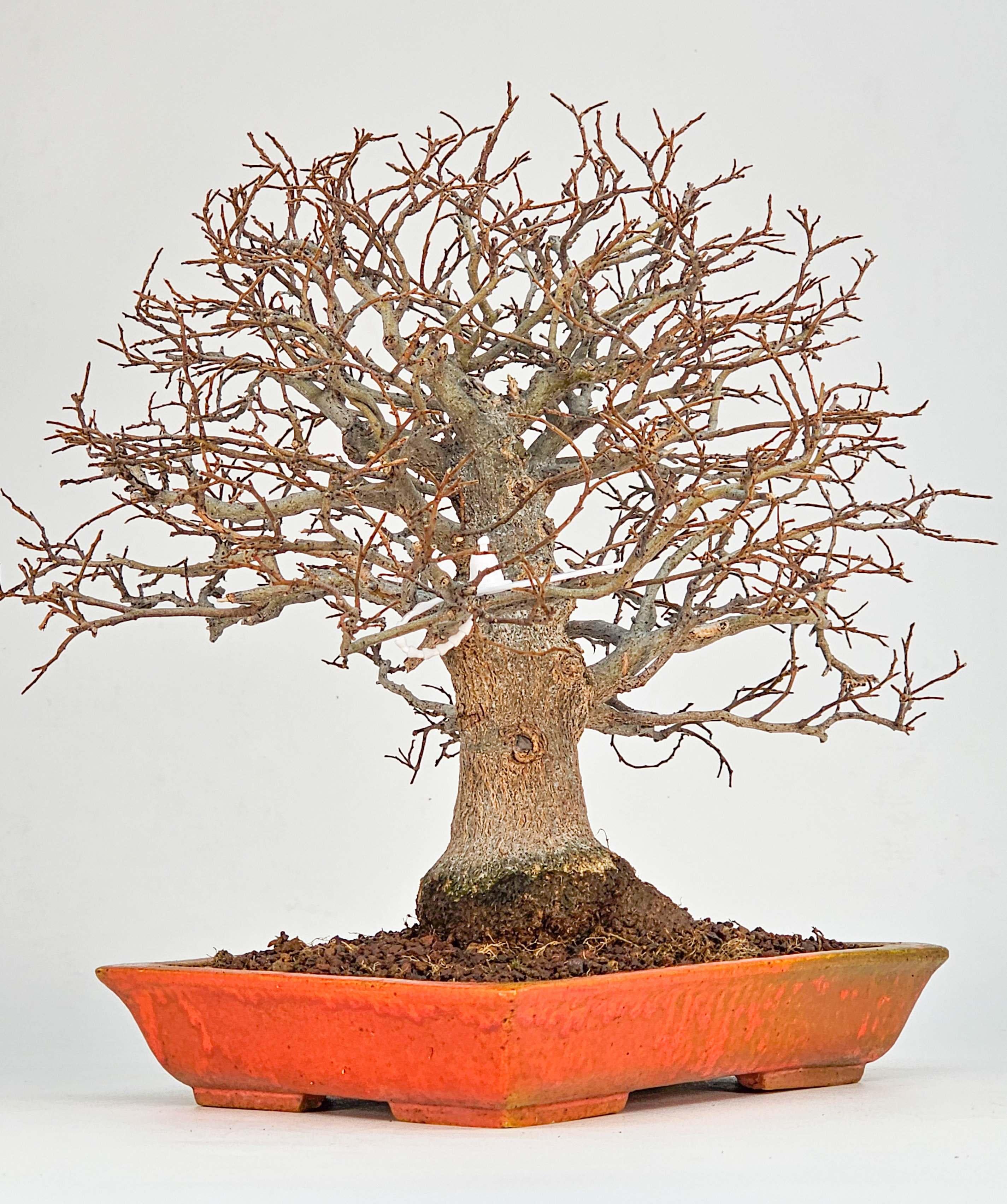 Bonsai Premium Zürgelbaum - Celtis sinensis Shohin 21cm