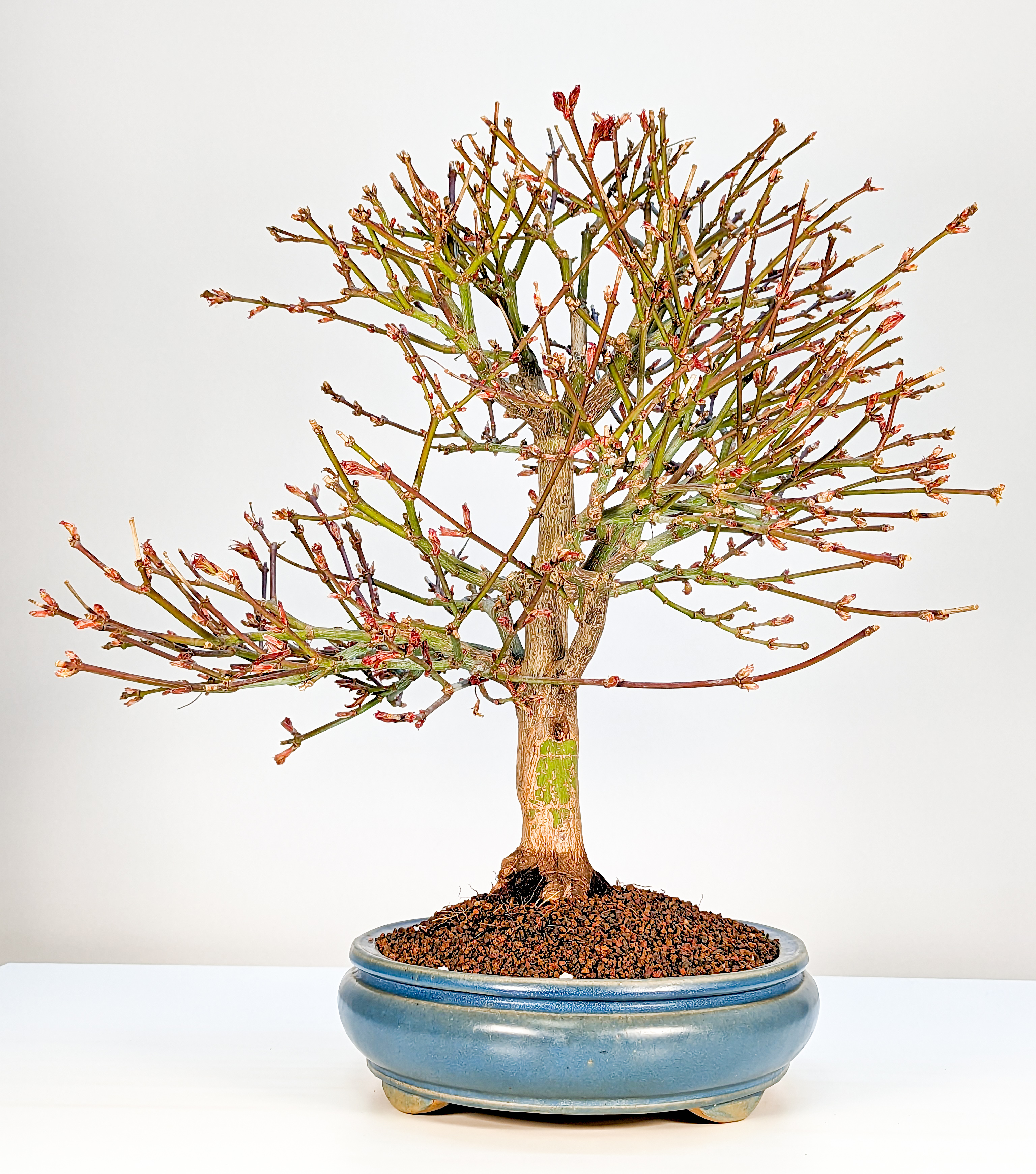 Bonsai Fächerahorn Acer palmatum Shaina 21 Jahre 45cm  