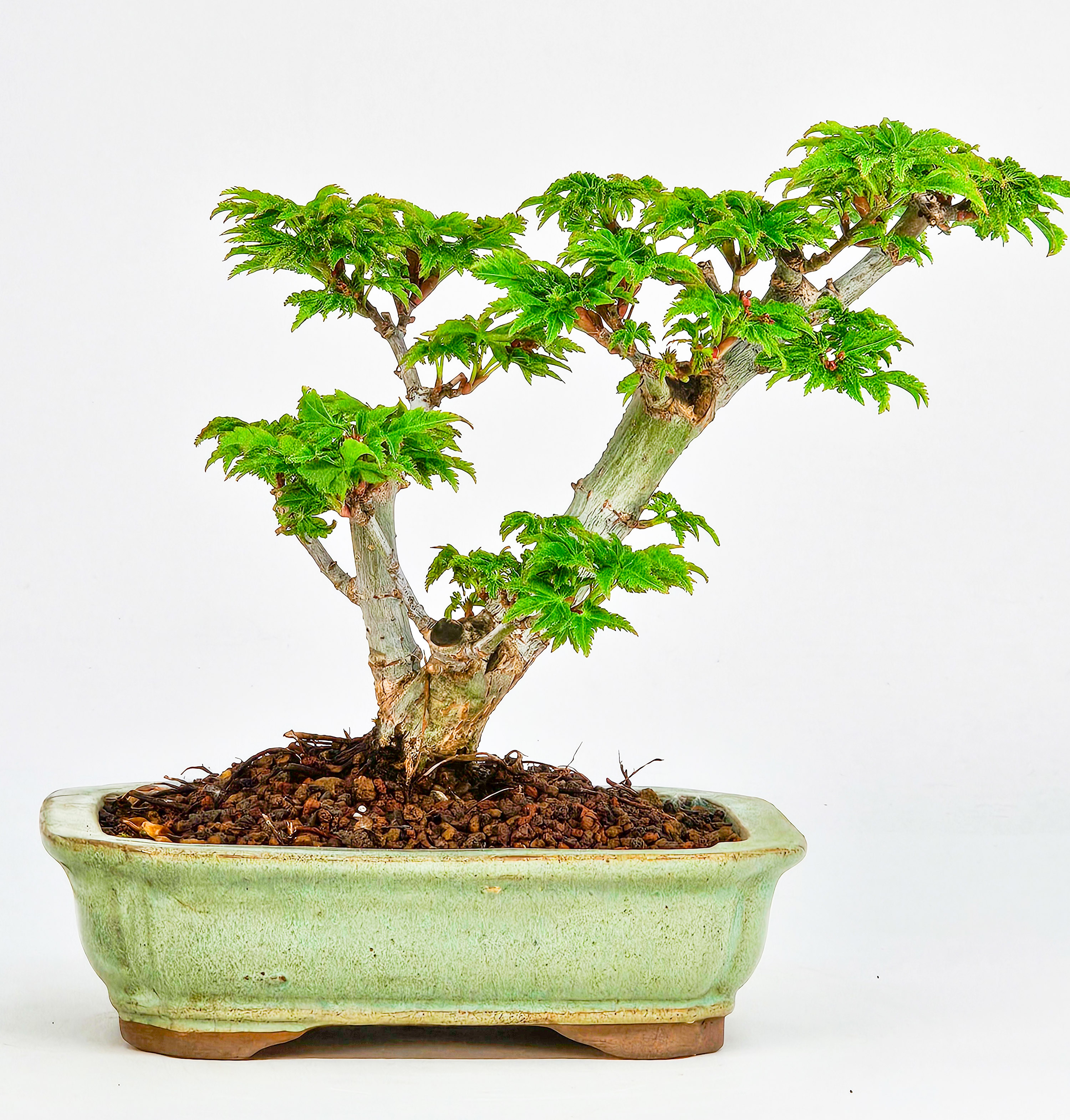Bonsai Löwenkopfahorn- Acer palmatum Shishigashira Shohin 12cm      