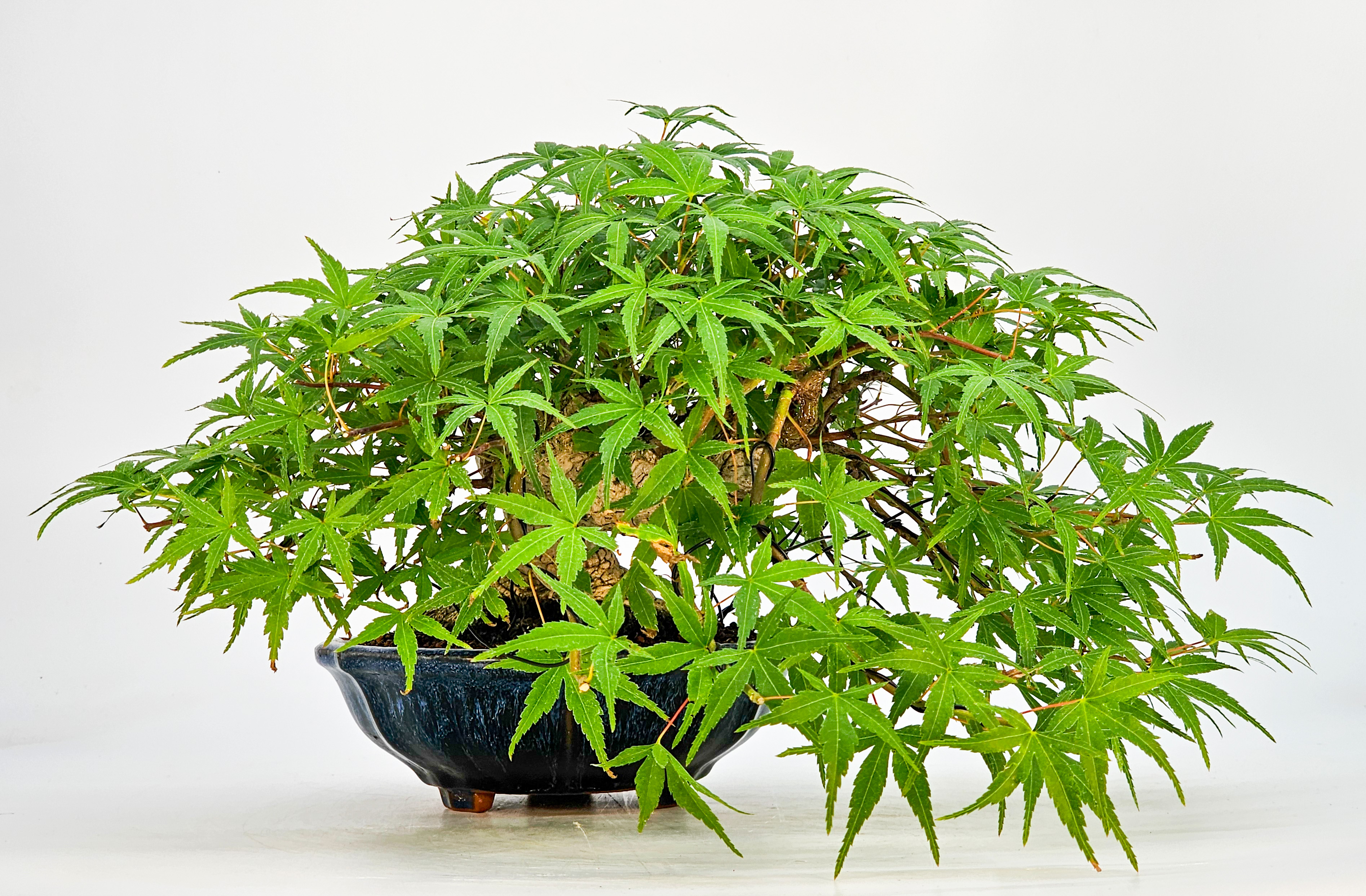 Bonsai Fächerahorn Acer Palmatum Shohin 17cm Bonsai Fächerahorn Acer Palmatum Shohin 17cm