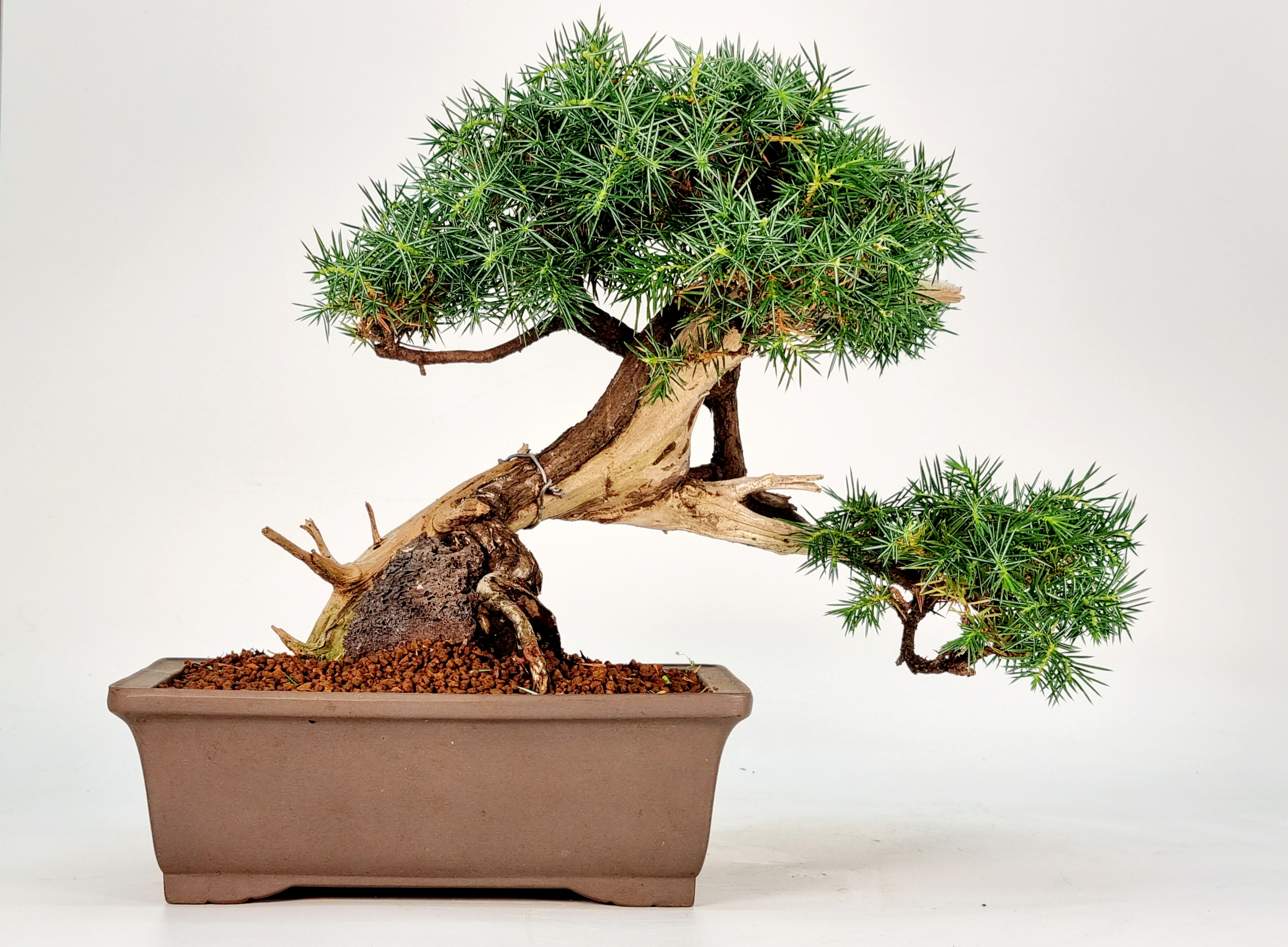 Bonsai Igelwacholder Juniperus Rigida Shohin 20cm