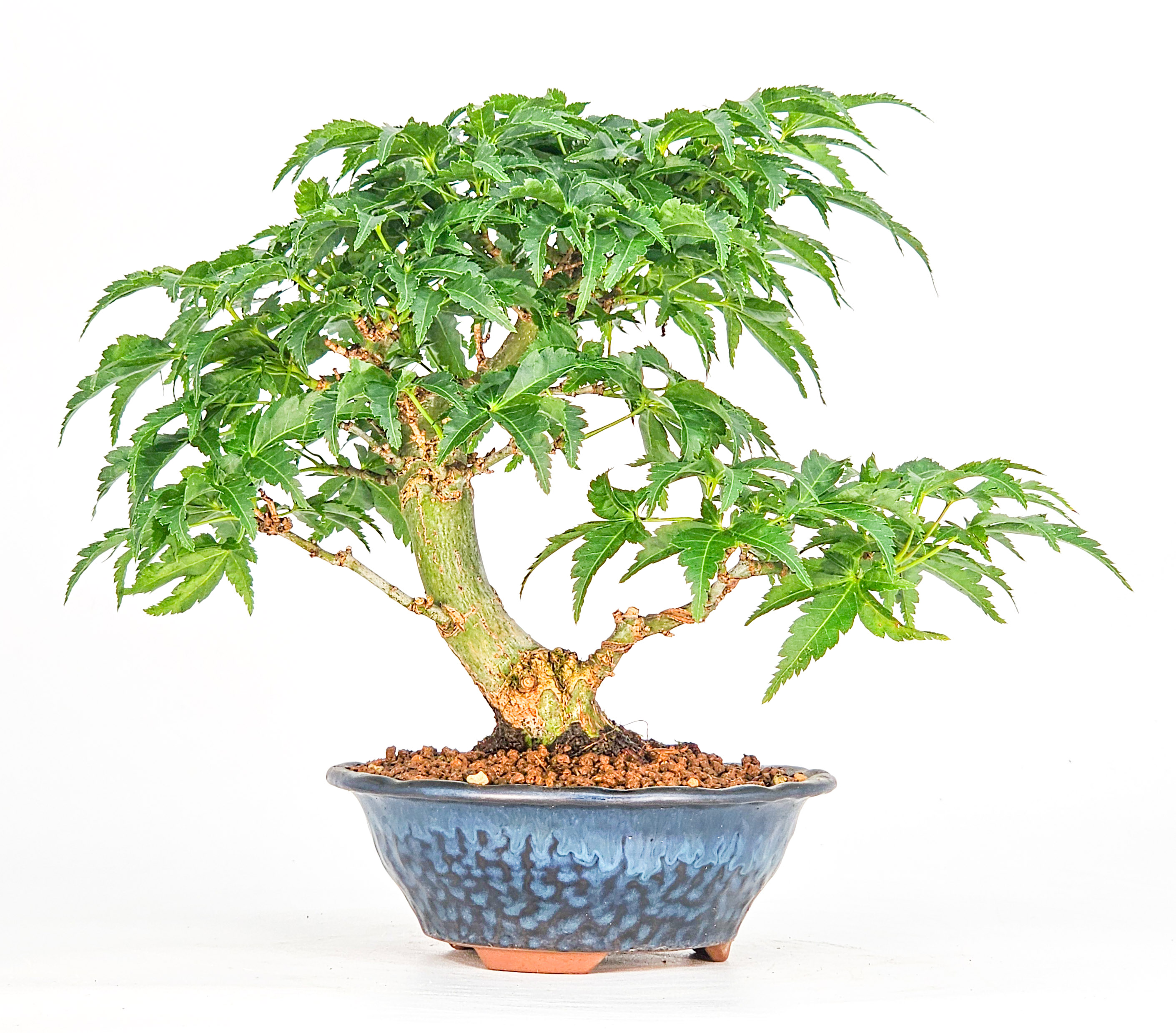 Bonsai Löwenkopfahorn- Acer palmatum Shishigashira Shohin 13cm