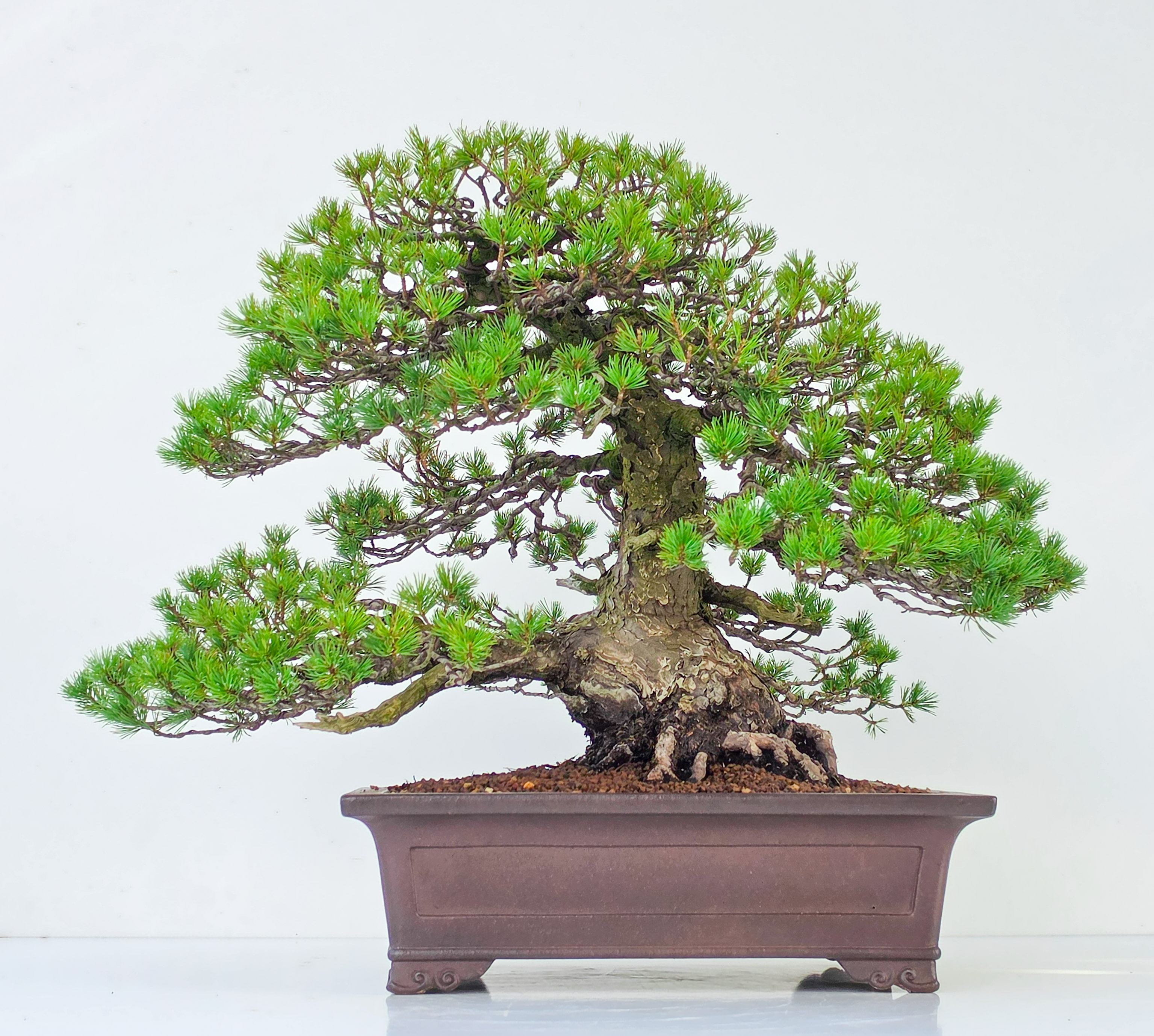 Bonsai Mädchenkiefer - Pinus parviflora zuisho 42,5 cm