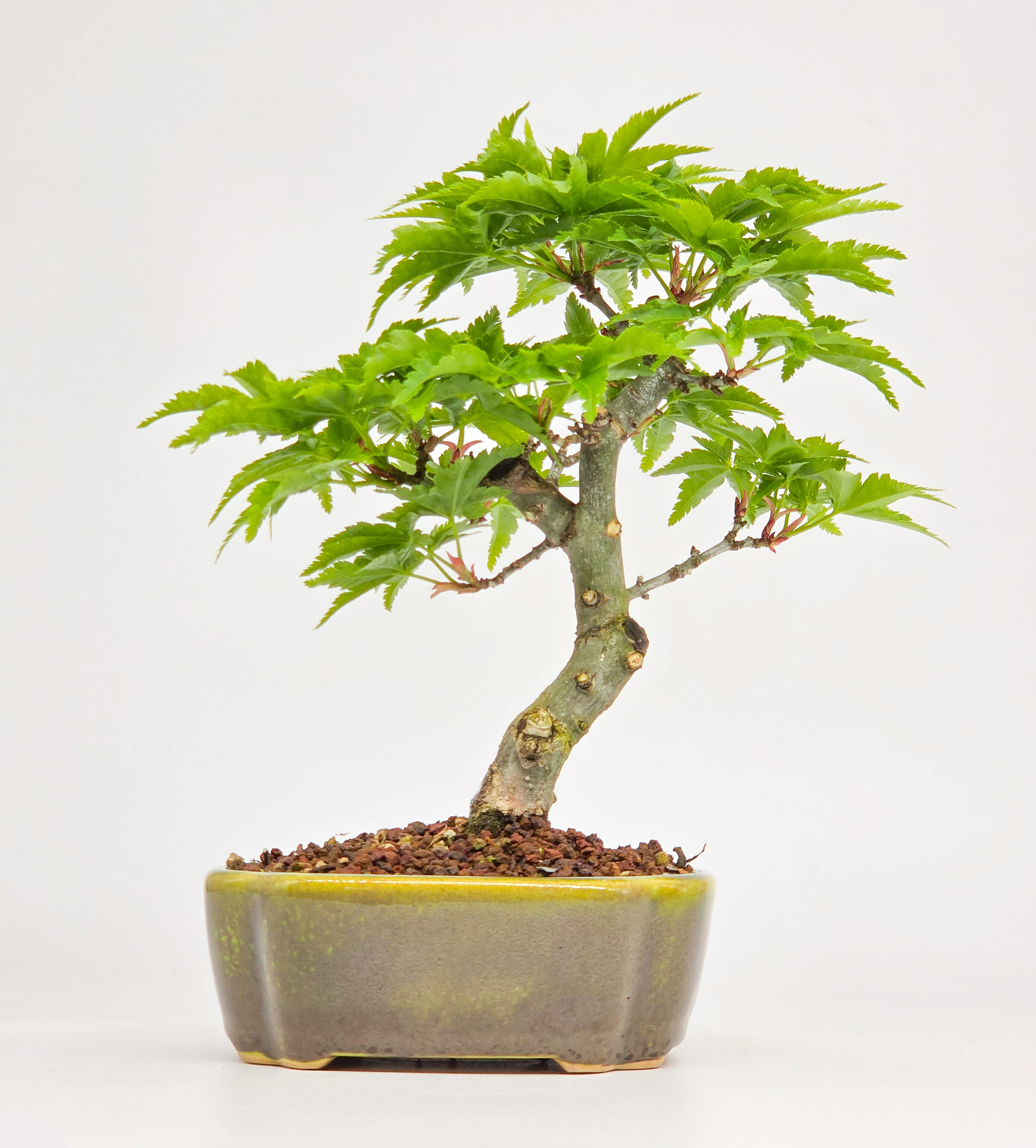 Bonsai Löwenkopfahorn- Acer palmatum Shishigashira Shohin 13cm