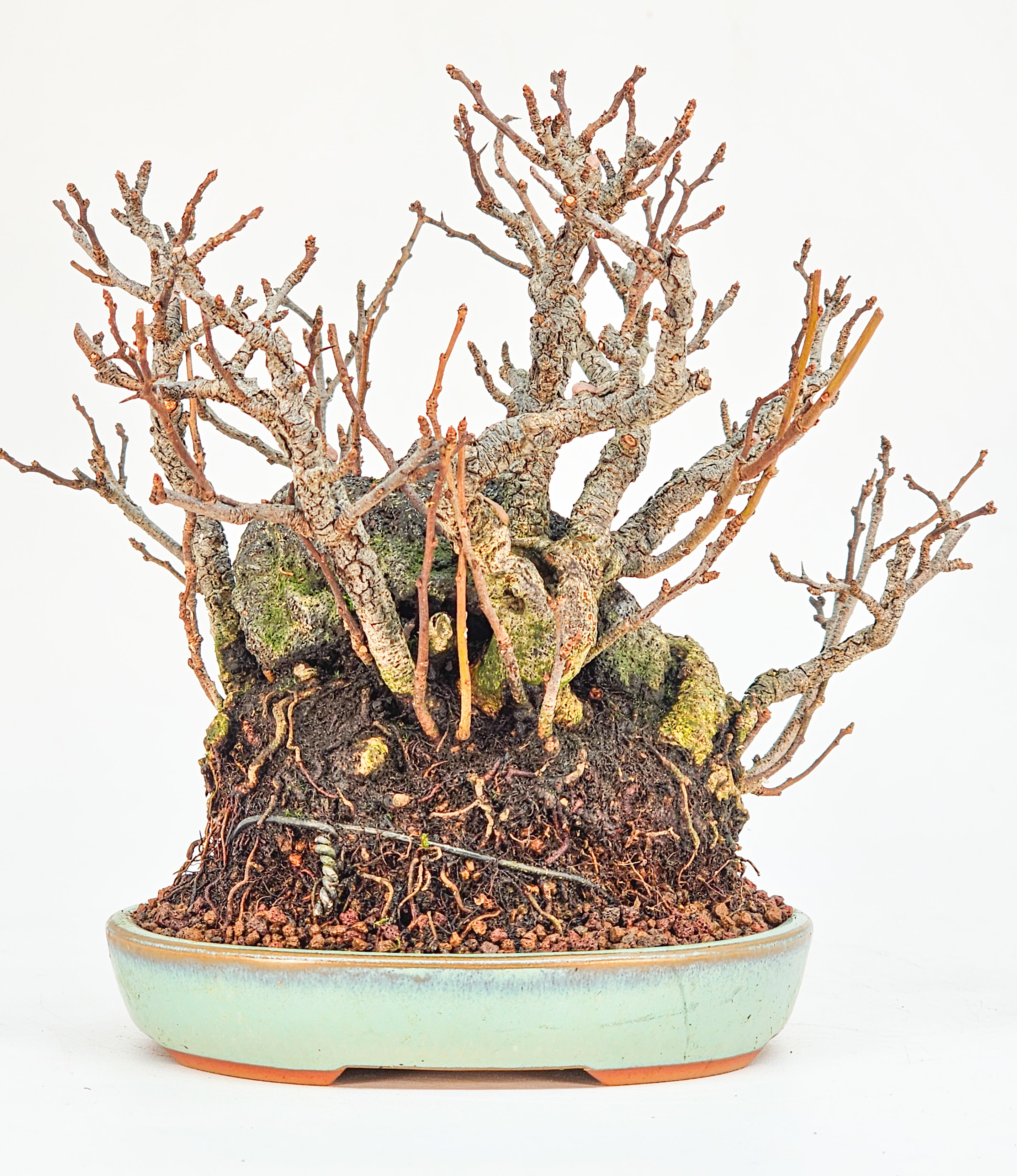 Bonsai Zierquitte - Chaenomeles japonica Shohin auf Stein 15cm 