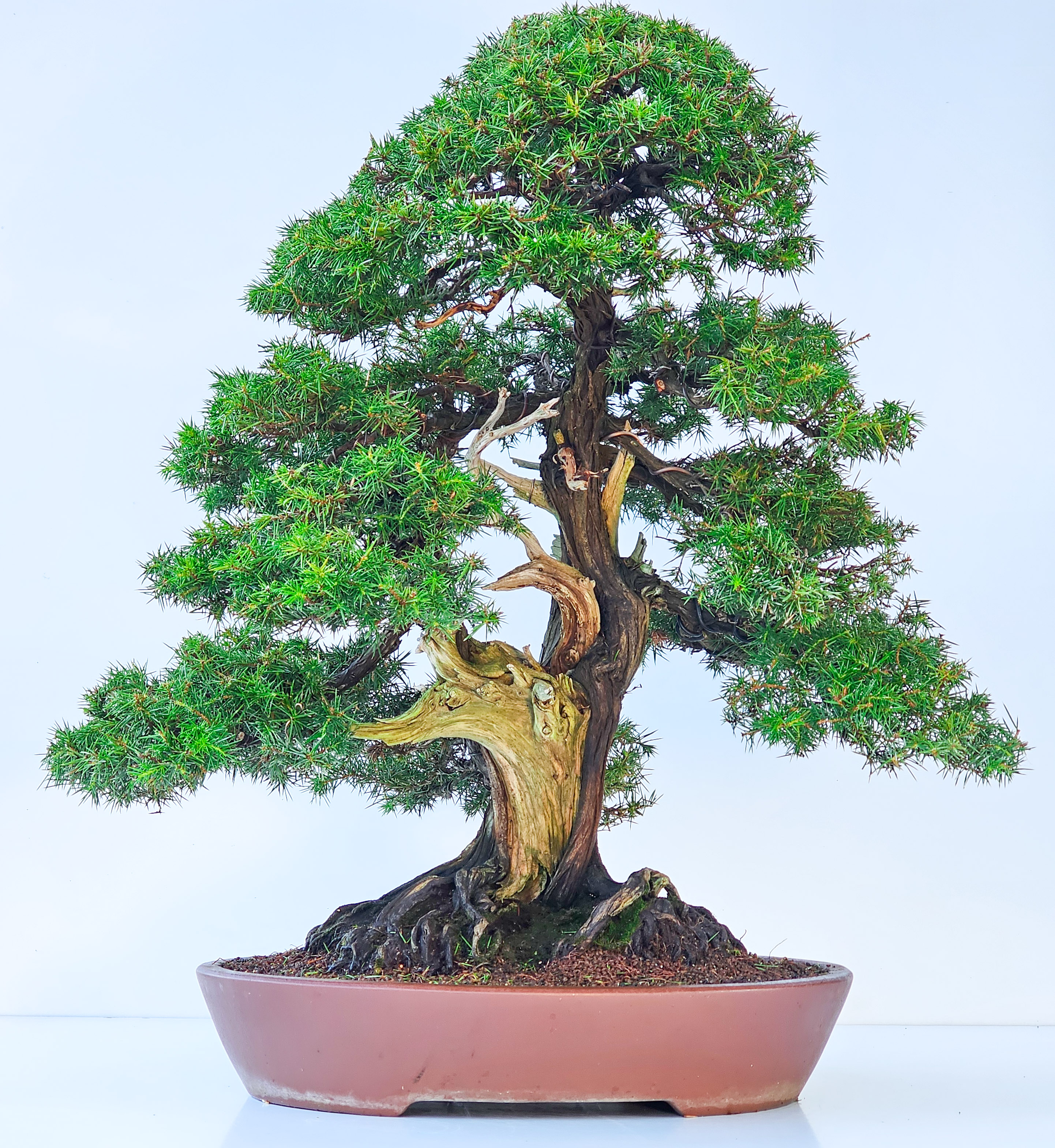 Bonsai Igelwacholder - Juniperus Rigida 67cm  