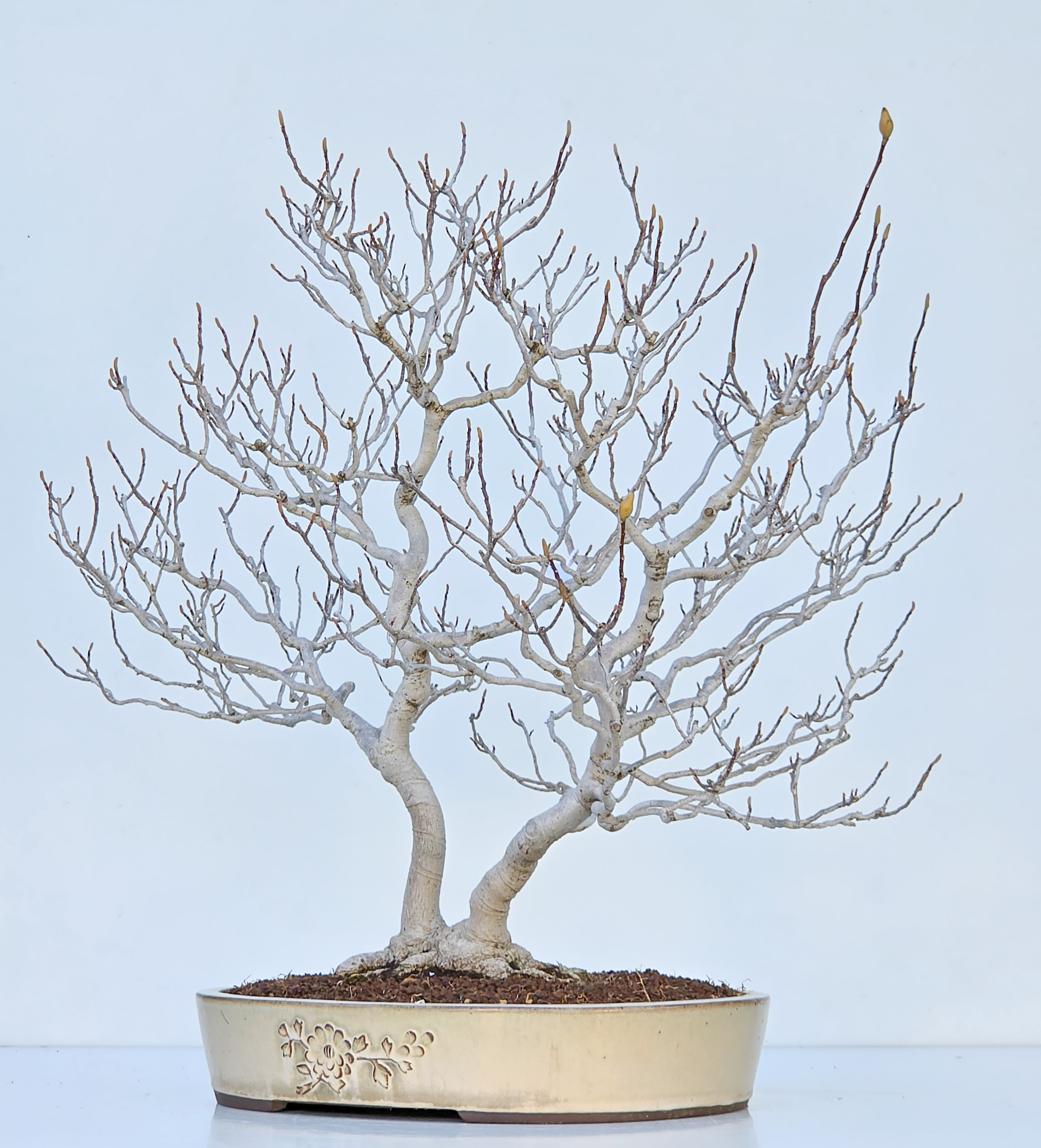 Bonsai Premium Magnolia kobus saucer - Magnolie 55cm