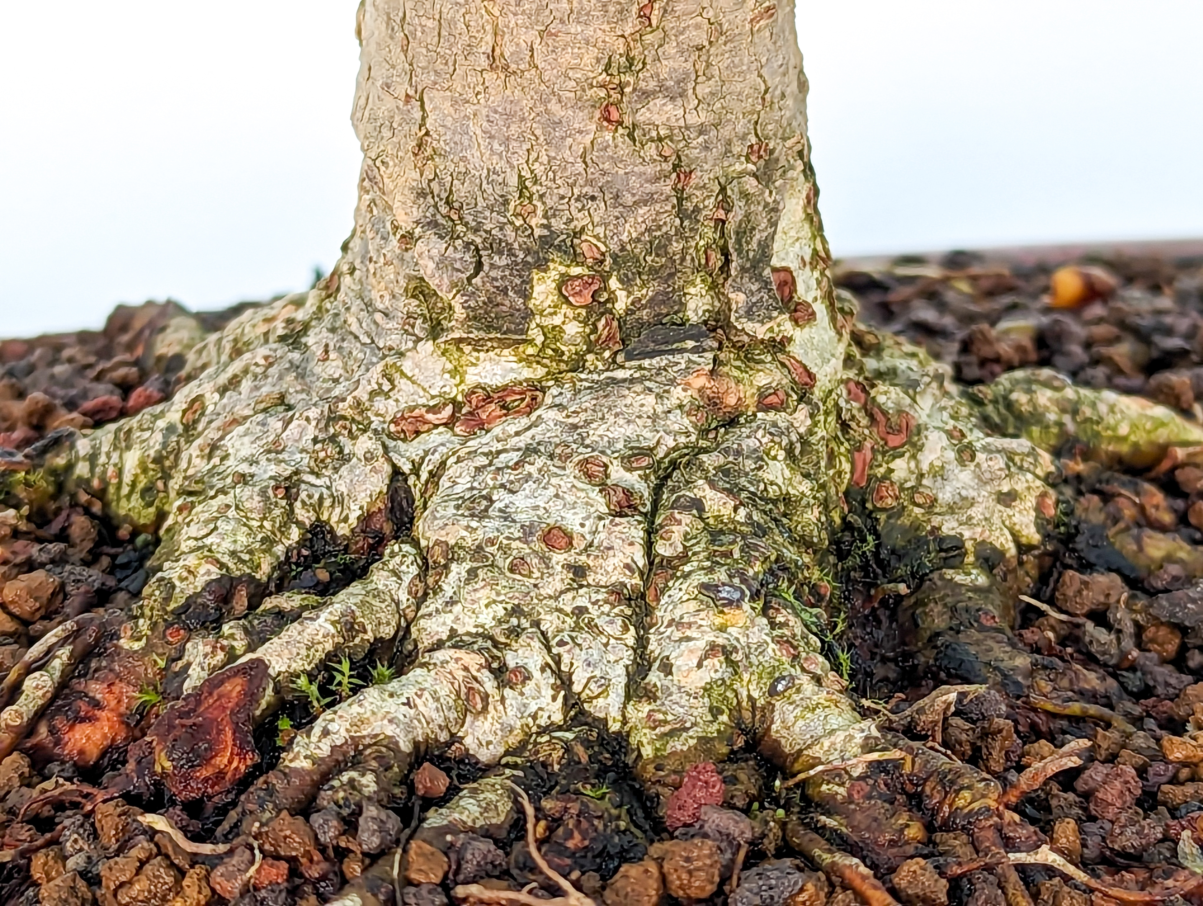 Bonsai Zelkova serrata 26cm - Video! Bonsai Zelkova serrata 26cm - Video!