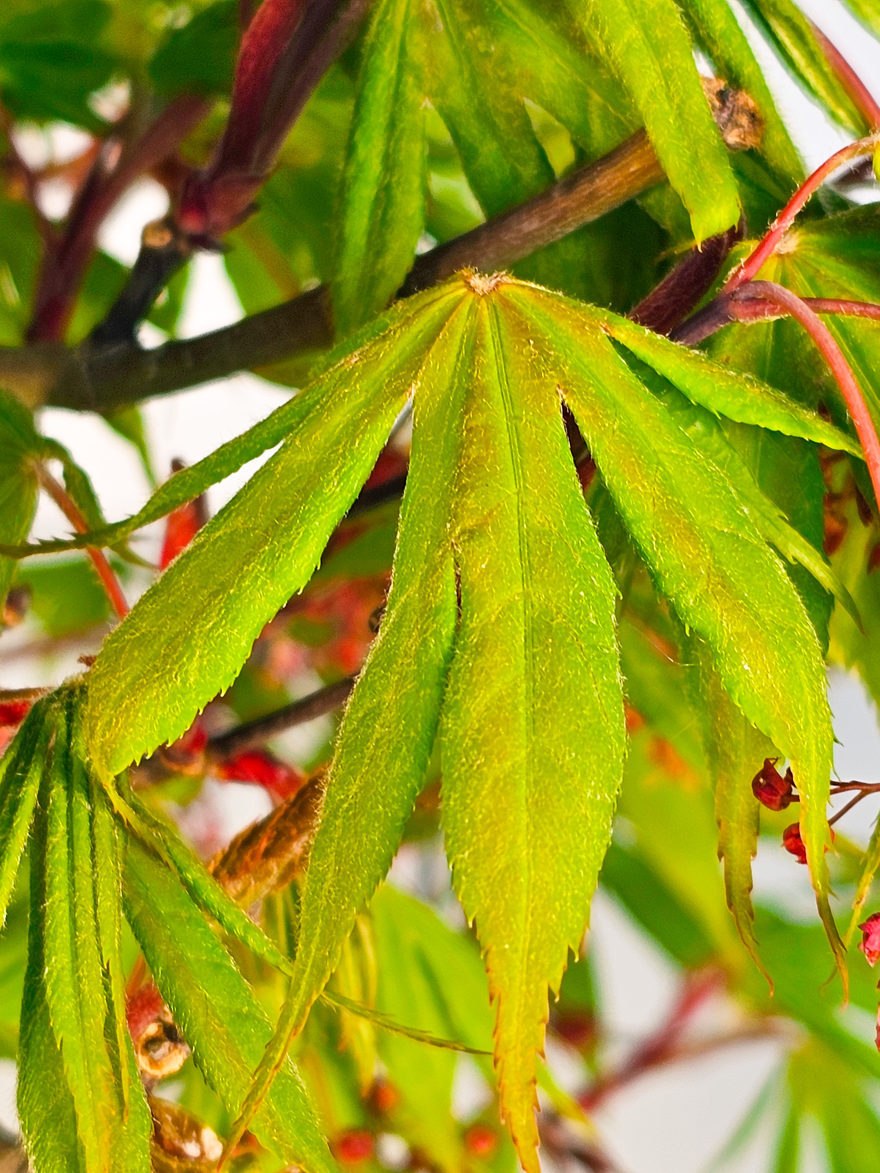 Bonsai Fächerahorn - Acer palmatum Osakazuki 39cm 