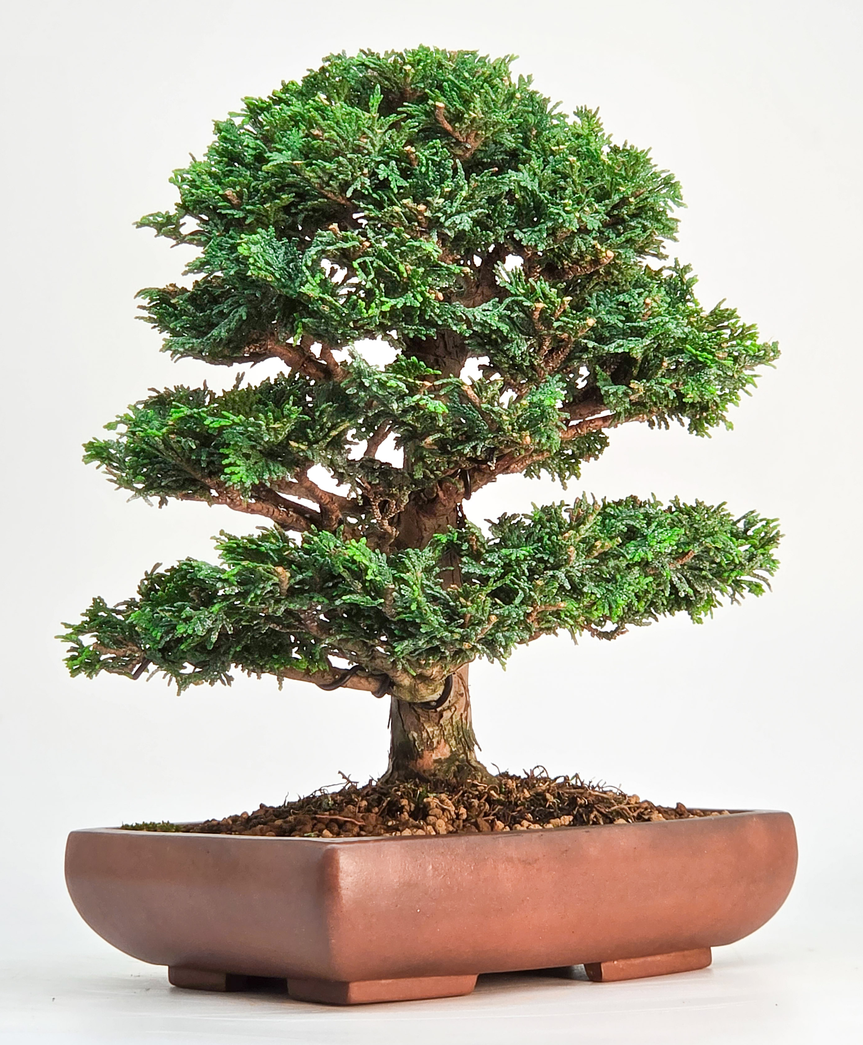 Bonsai Muschelzypresse - Chamaecyparis obtusa 22cm