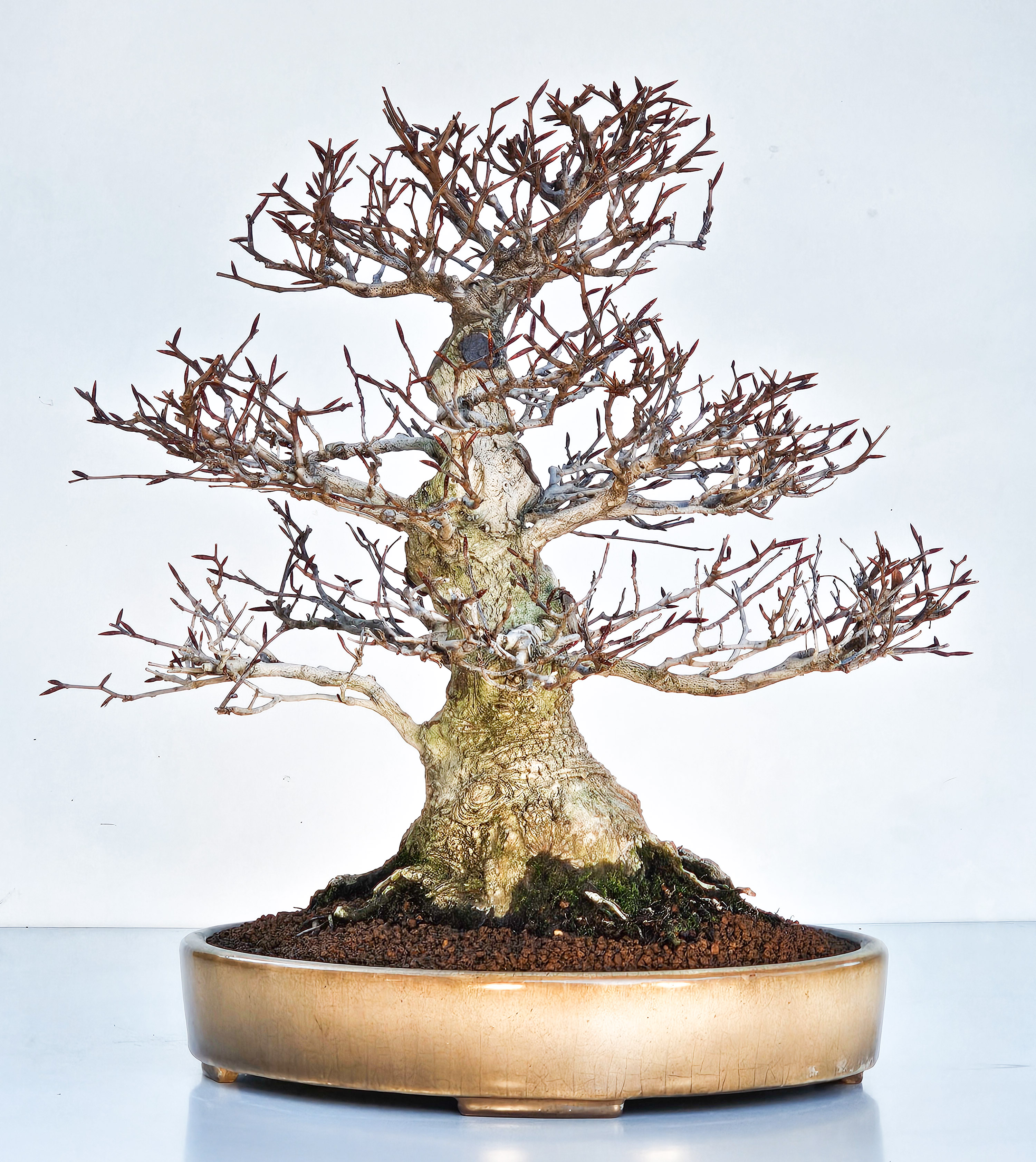 Bonsai Premium Kerbbuche Fagus Crenata - Yorozu-en 33cm