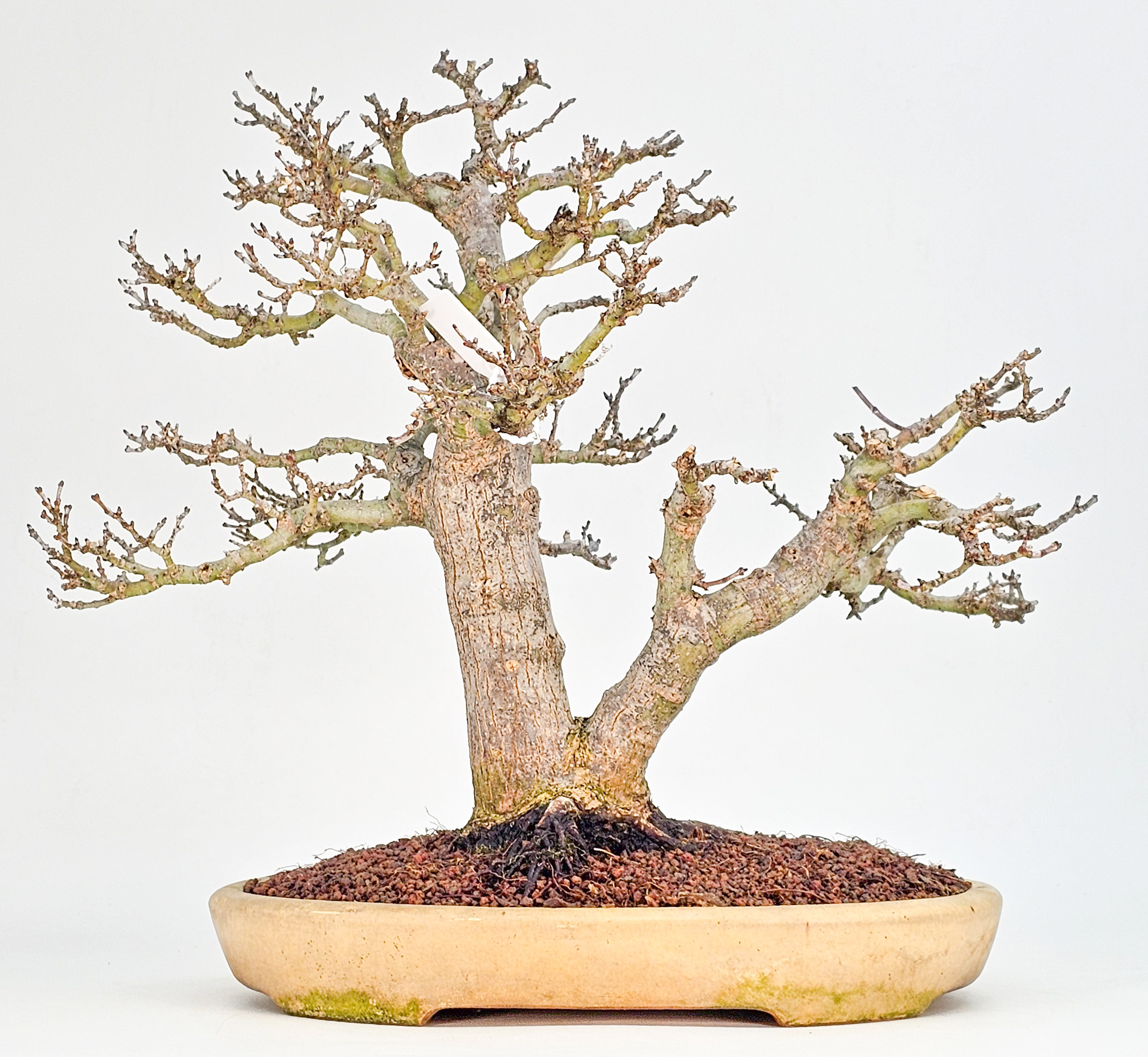 Bonsai Premium Löwenkopfahorn- Acer palmatum Shishigashira 31cm    