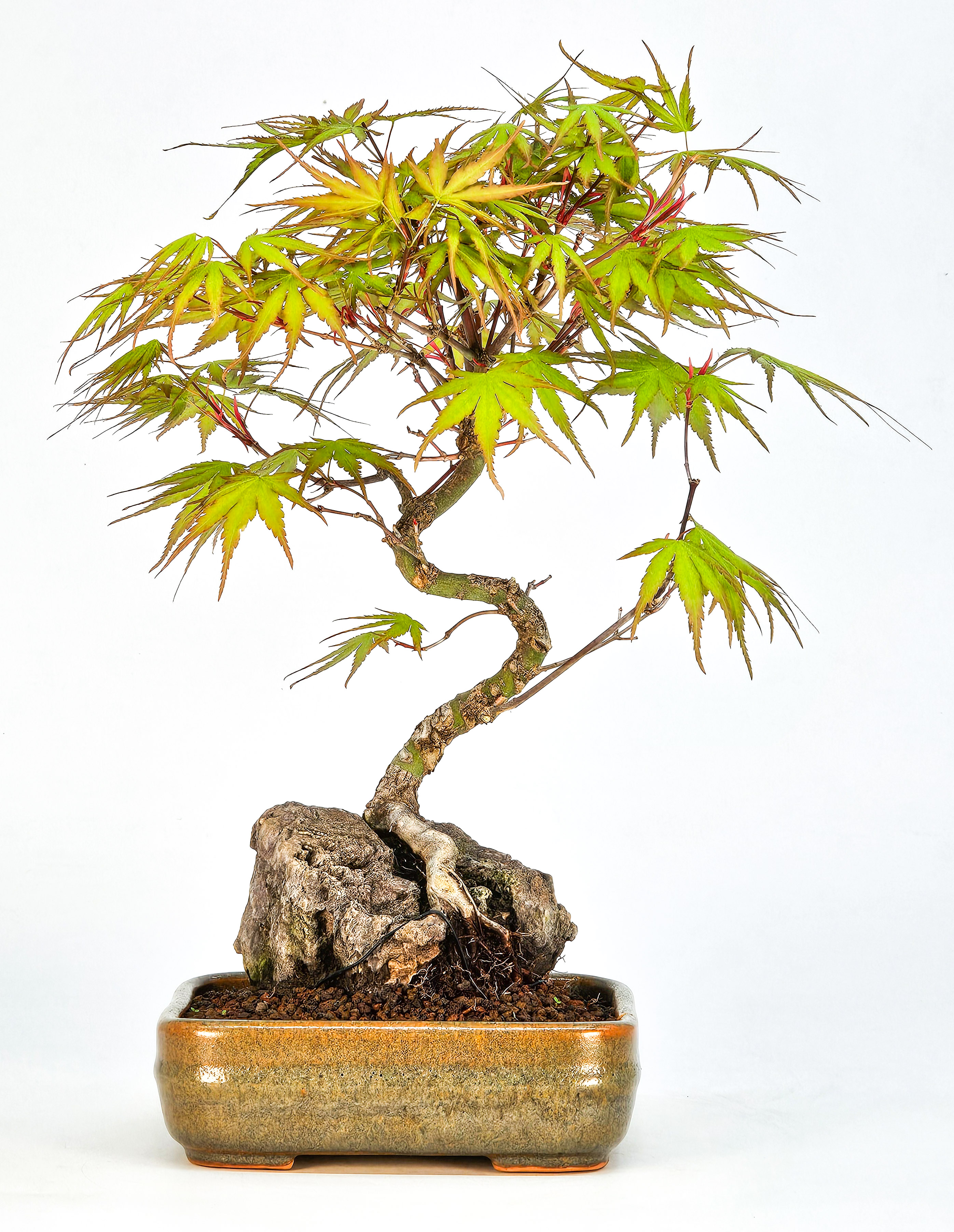 Bonsai Fächerahorn - Acer palmatum Arakawa 26cm  