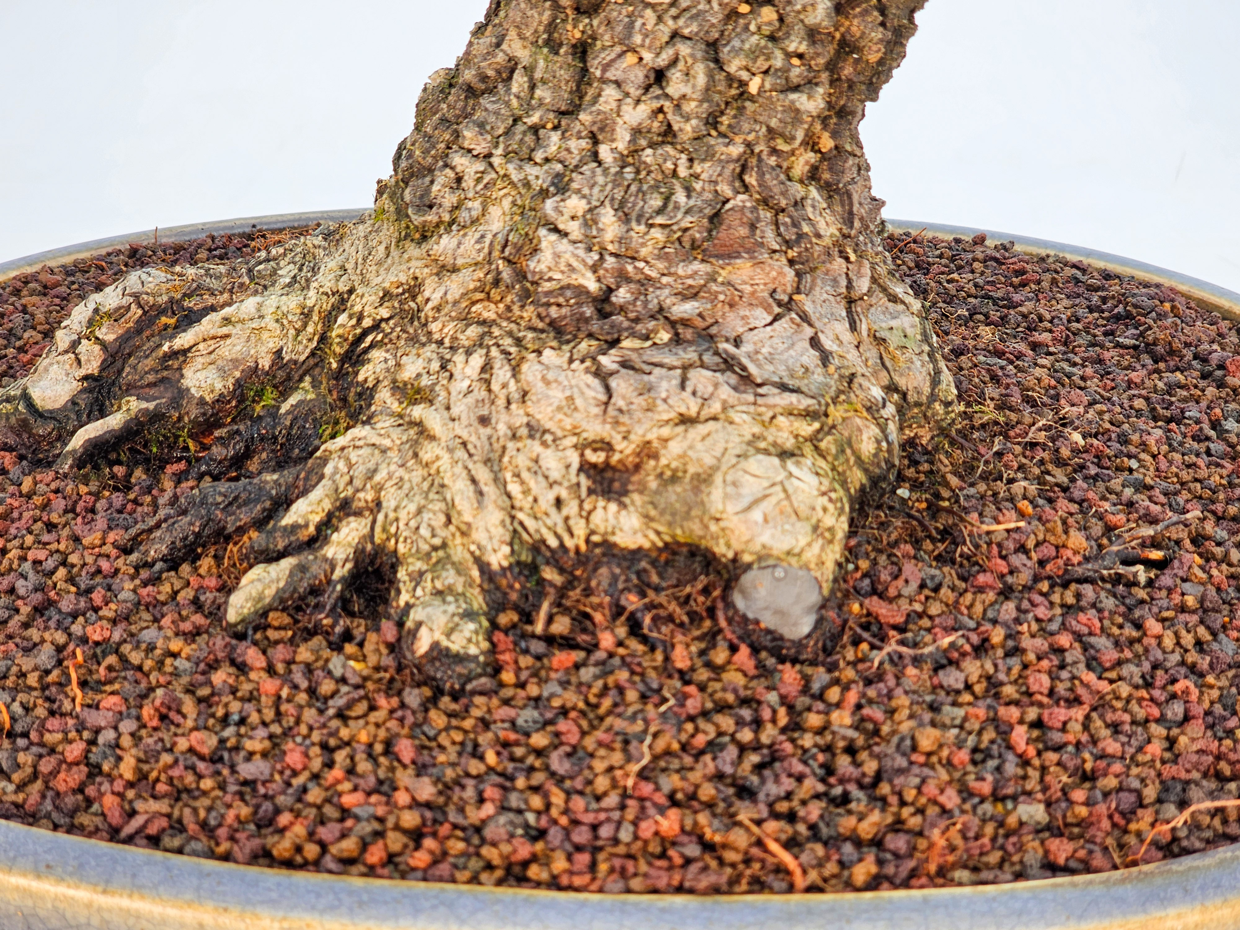 Bonsai Fächerahorn - Acer palmatum Arakawa 37cm - Video!!