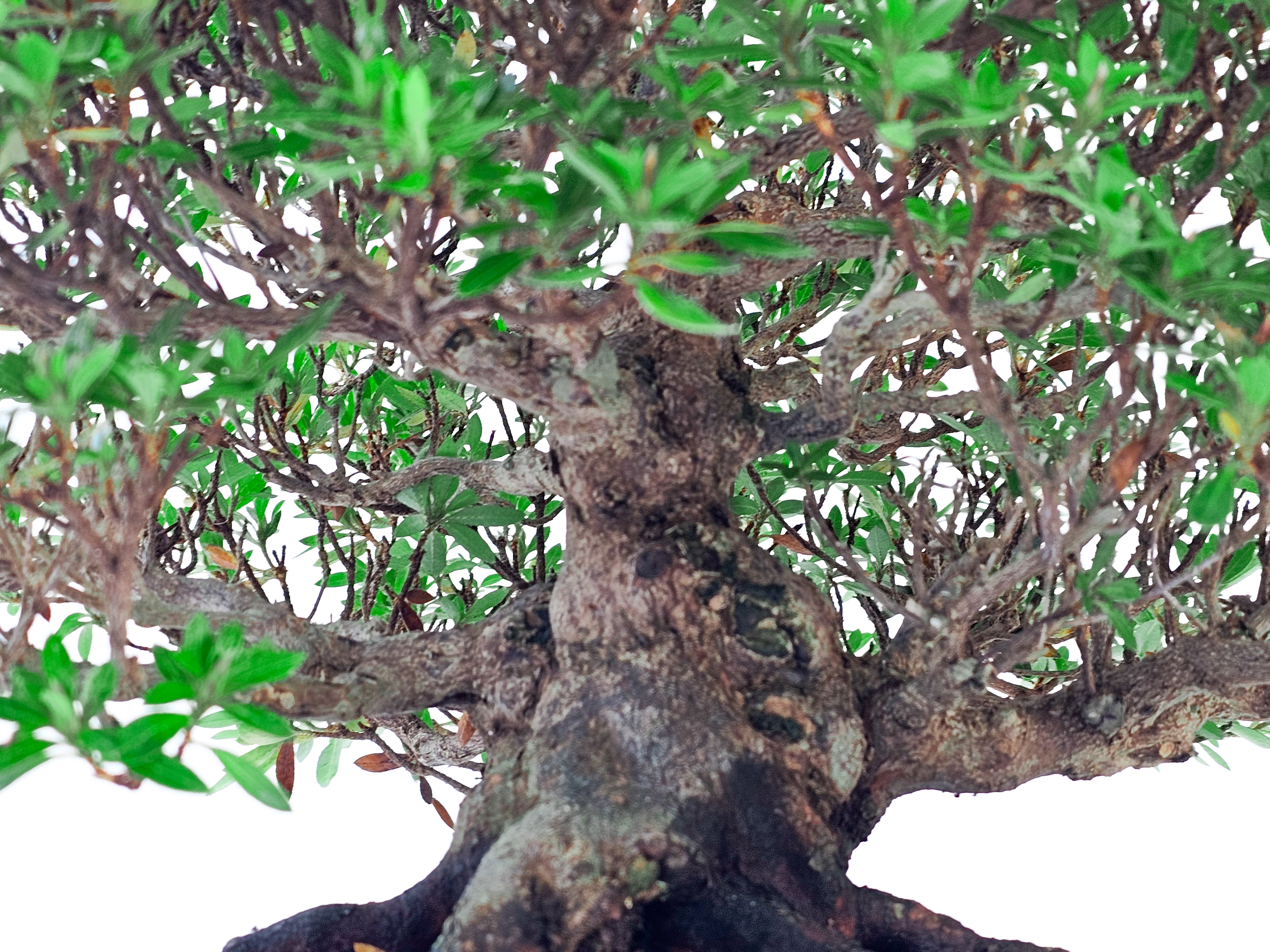 Bonsai Azalee - Rhododendron indicum osakazuki 23cm 