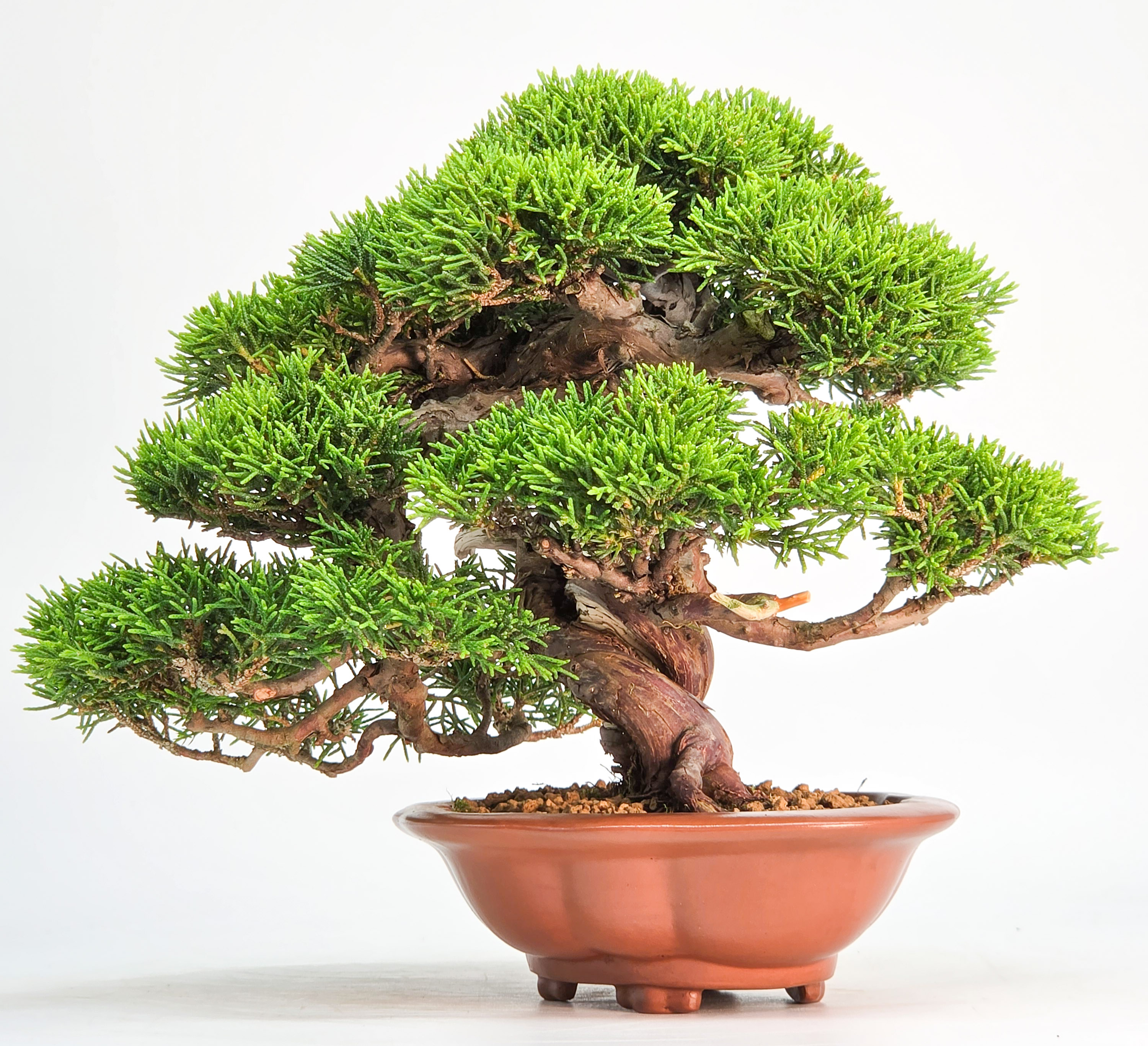 Bonsai Premium Wacholder - Juniperus chinensis Shohin 17cm