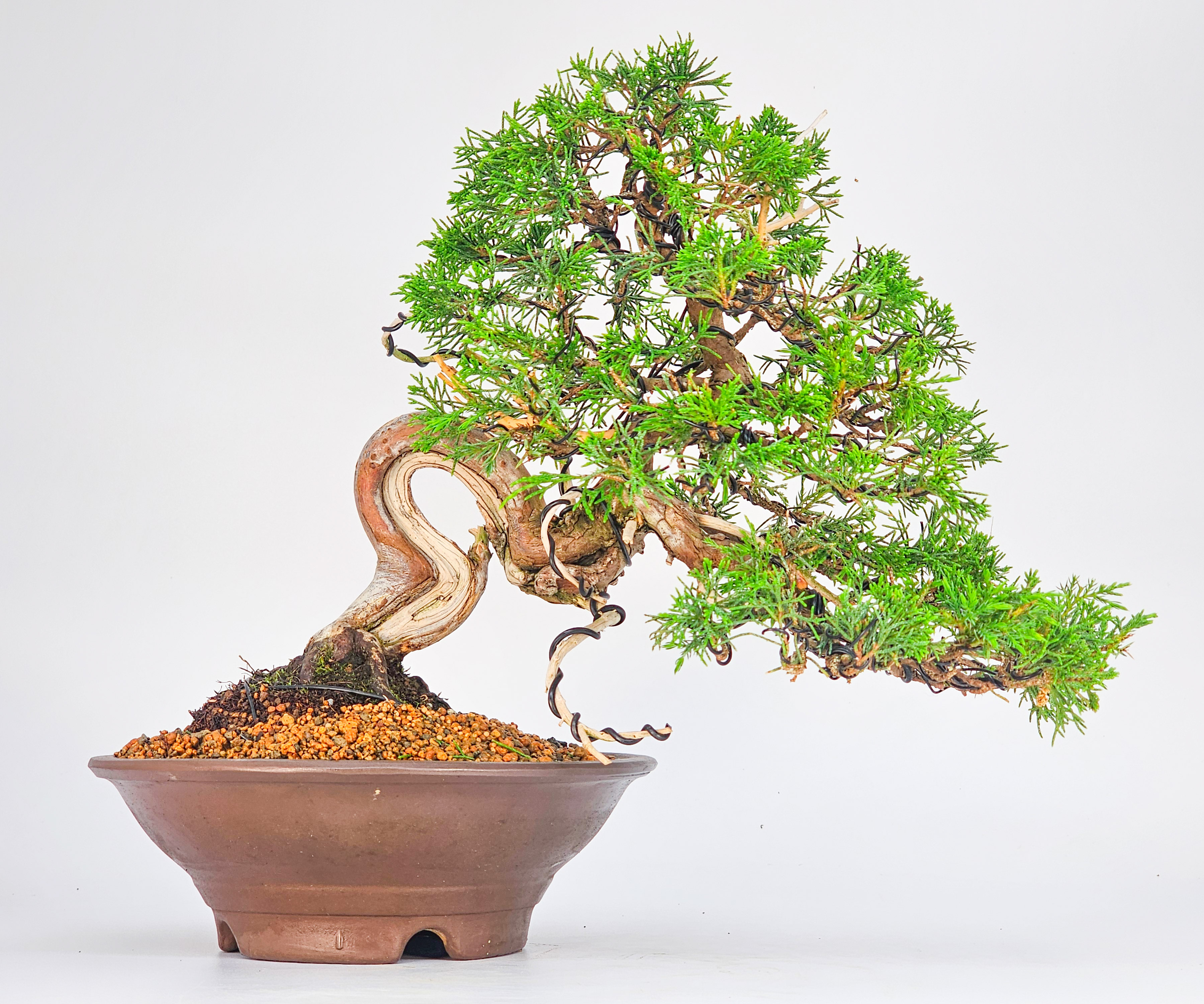 Bonsai Wacholder - Juniperus chinensis 25cm