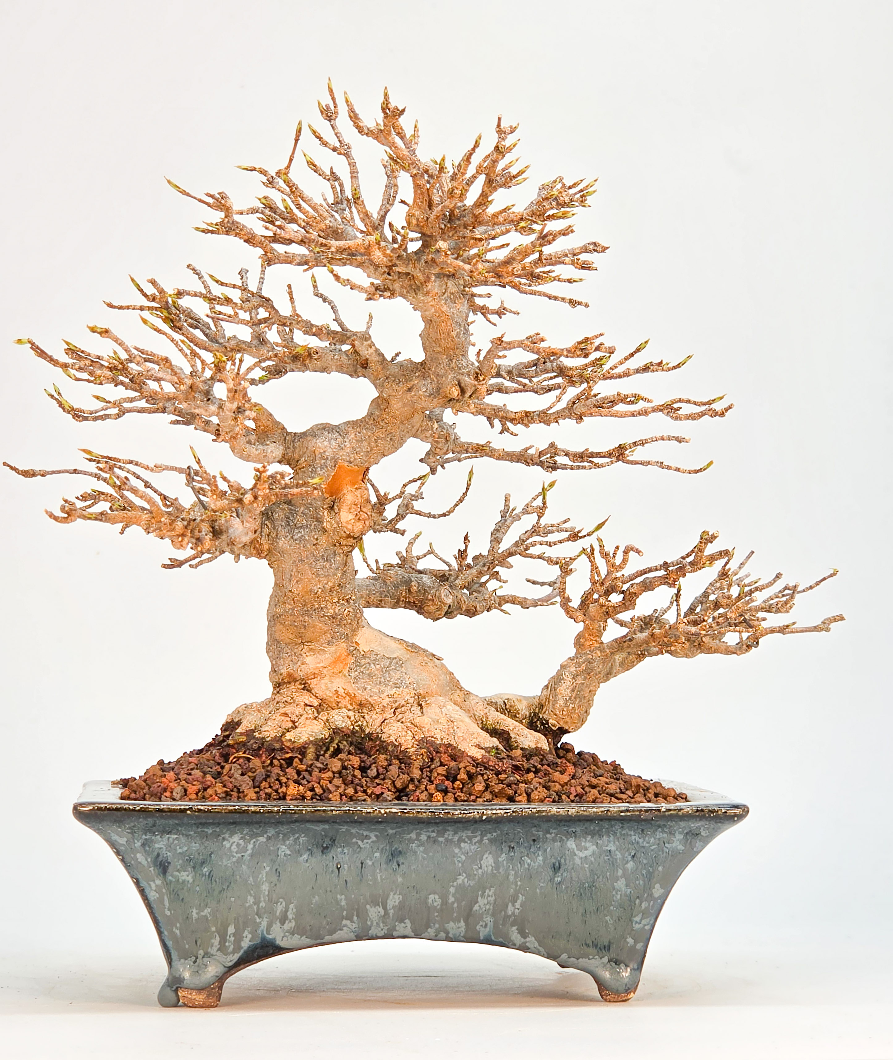 Bonsai Premium Dreispitzahorn - Acer buergerianum Shohin 20cm Video!!